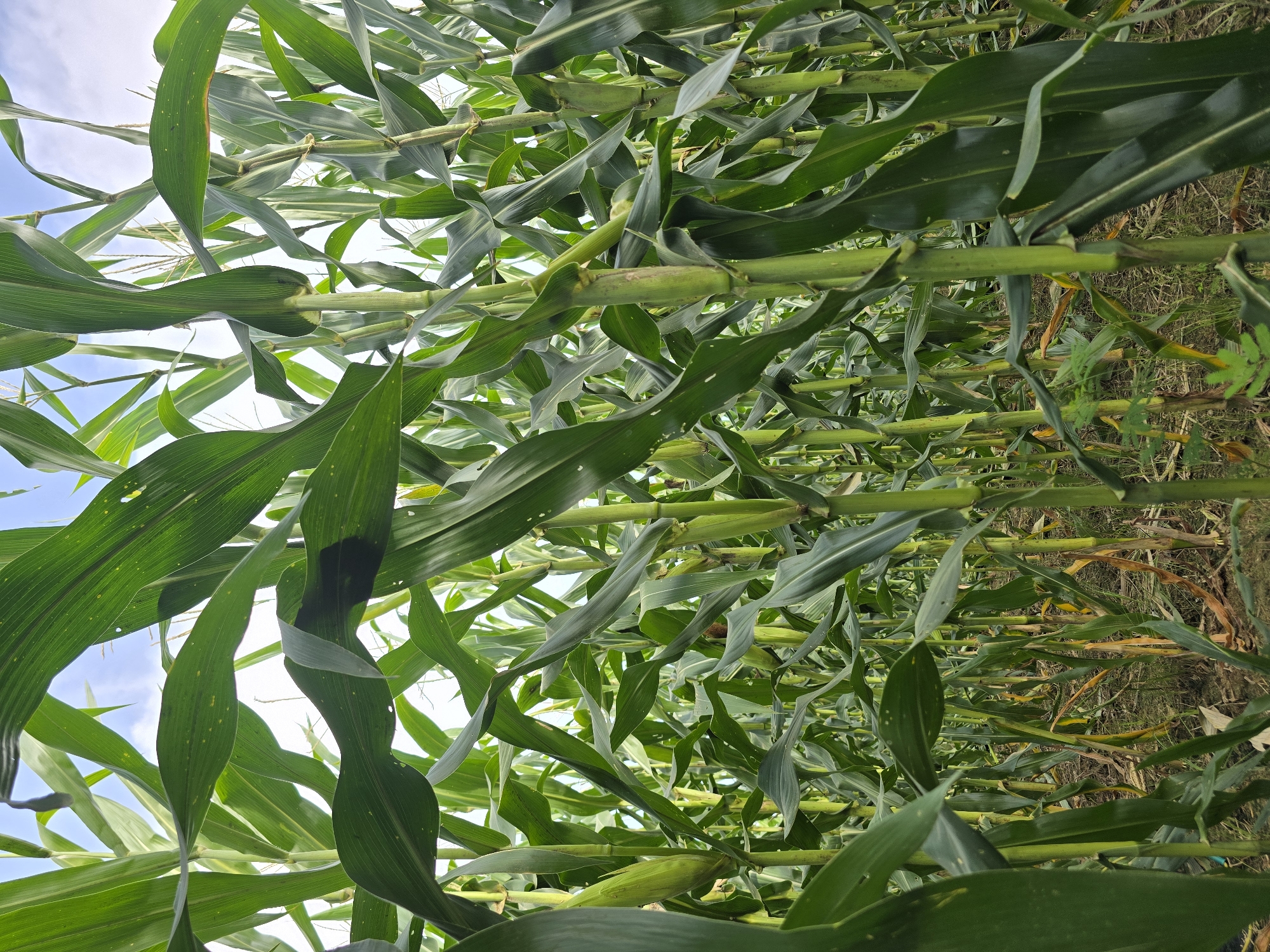 The image depicts a dense field of corn stalks with large green leaves. The stalks are tall and closely packed, creating a lush, green canopy. Some of the corn cobs are visible, nestled among the leaves. The ground beneath the stalks is covered with dry leaves and soil. The sky above is partly cloudy with patches of blue. The scene appears to be an agricultural setting, likely a corn farm in Meunasah Pupu, Indonesia. There are no people or animals visible in the image. The perspective is from within the cornfield, looking upwards and through the stalks.