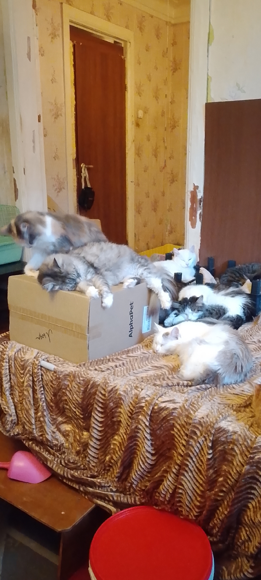 The image depicts an indoor scene, likely a room in a residential apartment, possibly located in Belgorod, Russia. The room has patterned wallpaper, a door, and various objects scattered around. The primary subjects of the image are six cats of various breeds and colors, several of whom are sleeping or resting. One cat is a long-haired tabby, another is a long-haired white cat with grey markings, and another appears to be a calico cat. They are situated on a textured brown blanket, some on top of a cardboard box labeled "AlphaPet." In the foreground, a pink scoop-like object and a red lid are visible. The overall impression is of a domestic setting with multiple pets.