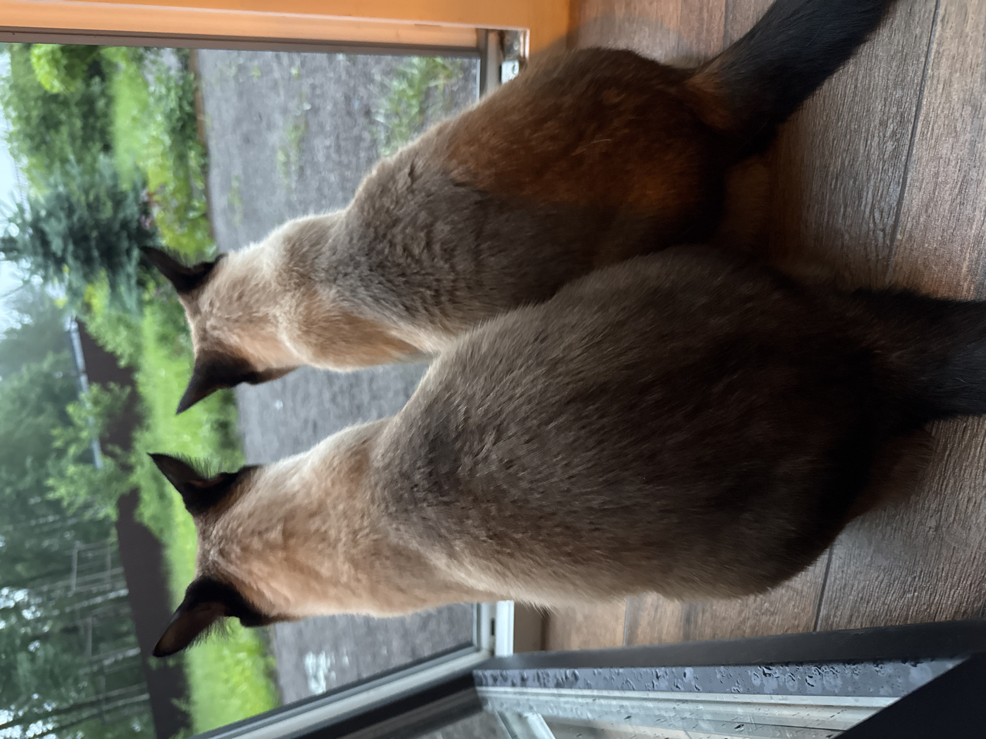 Two cats are positioned on a wooden floor, looking out a window. The cat on the left has its back to the camera, while the cat on the right is slightly angled away. The scene appears to be indoors, with a view of a yard with green foliage and trees visible through the window. The weather outside seems overcast. The location is identified as Steklyannyi, Russia.