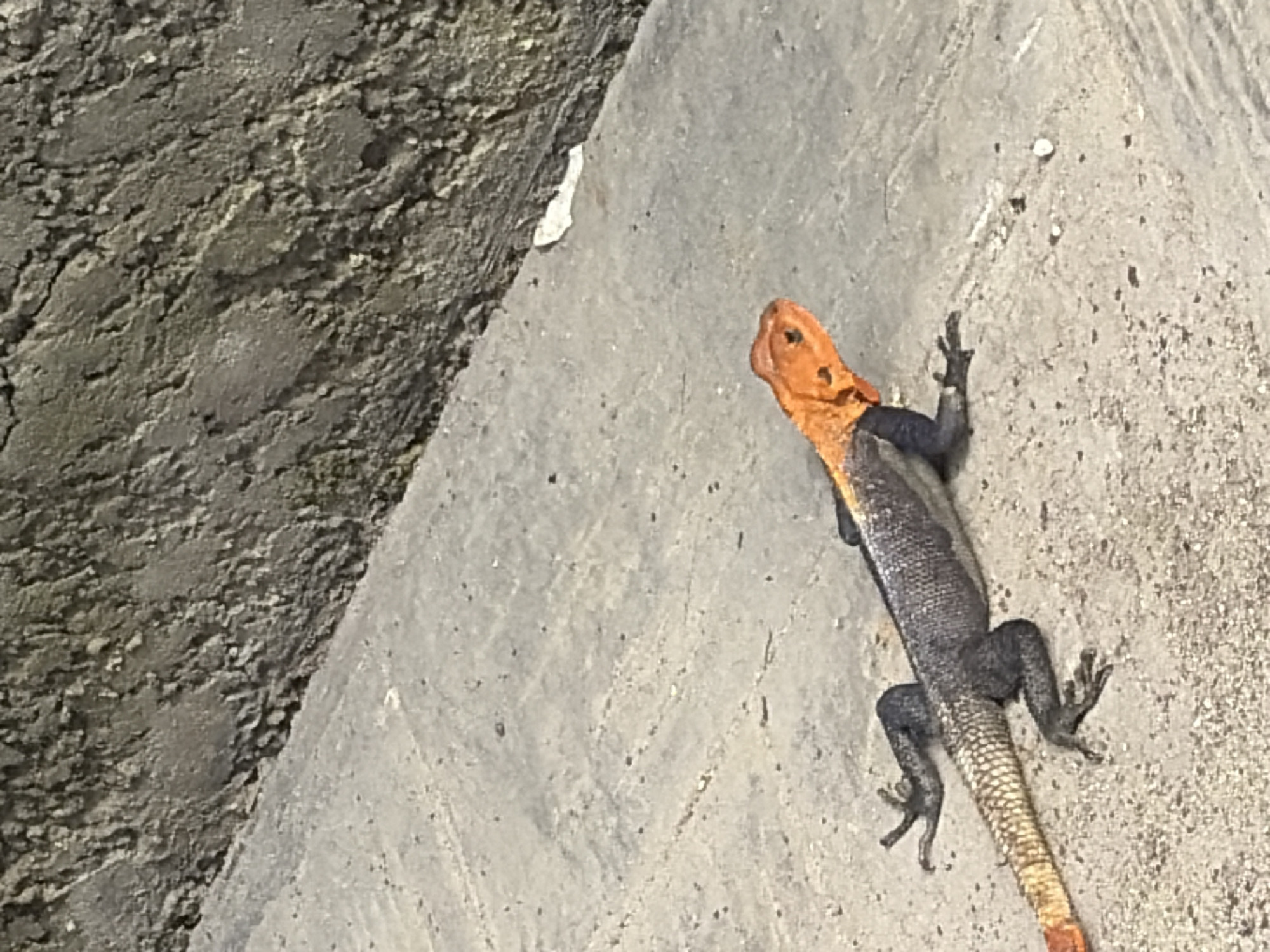 A lizard with a bright orange head and tail, and a dark gray body, rests on a concrete surface. The lizard is positioned diagonally, with its head facing towards the right side of the frame. The concrete surface is rough and textured, with some debris scattered on it. In the background, a rough, textured wall rises at an angle. The scene appears to be outdoors, possibly in a park or an urban environment, given the presence of concrete and a wall. The location is identified as Igboefon, Nigeria.