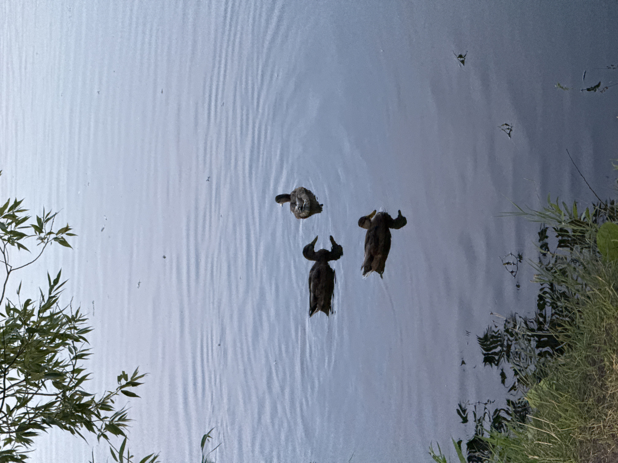 Three ducks are swimming in a calm body of water. The ducks are dark brown and appear to be mallards. One duck is in the foreground, facing to the left. Another duck is to the right and slightly behind the first, facing to the left. A third duck is further back and to the right, facing to the right. The water is a muted blue-gray color with gentle ripples. The edge of the water shows a grassy embankment and some overhanging tree branches with green leaves. The lighting suggests it is either early morning or late evening. The location is not specified in the image or provided information.