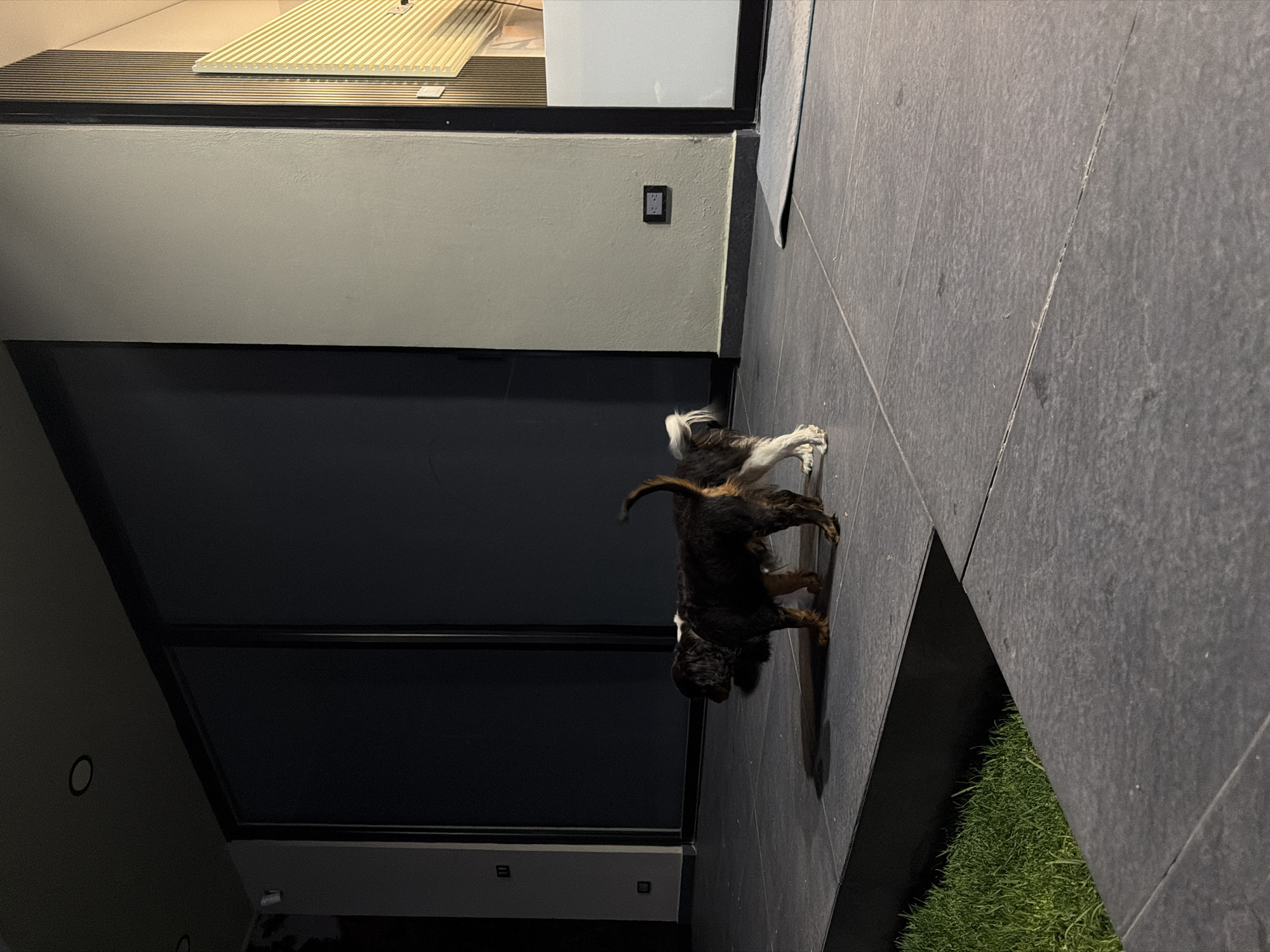 The image depicts a cocker spaniel in front of a modern building facade. The dog is mostly black with some white markings, and is standing on a dark grey tiled surface. To the left, there's a wall that is partially dark, possibly painted a deep grey or black, with a lighter grey section above. A rectangular electrical outlet is visible on the grey wall. The floor consists of dark grey tiles that meet a strip of green grass on the right edge of the frame. The location could be Puebla, Mexico, judging from architectural styles common in the area. The time of day appears to be evening or dusk based on the lighting conditions.