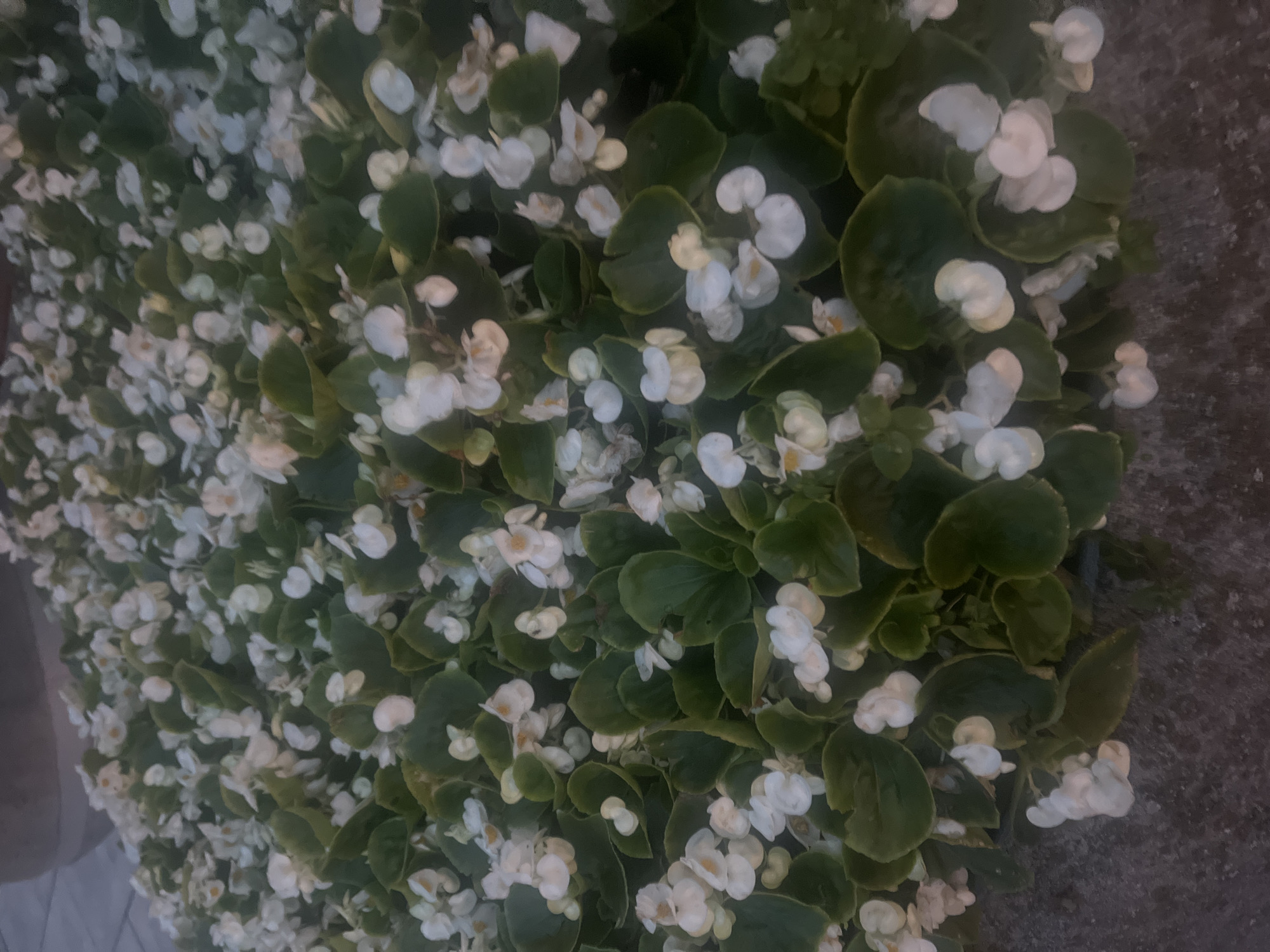 The image displays a dense planting of white begonia flowers with dark green, glossy leaves. The flowers are small and delicate, clustered together, and appear to be in full bloom. The planting is situated outdoors, bordering a textured, gray surface that suggests a pathway or paved area. In the background, a portion of a large, rounded object, possibly a planter or statue base, is visible, rendered in muted tones of brown and gray. The overall lighting is soft, with some shadows indicating a diffuse light source, possibly overcast conditions or late afternoon sun. The scene is located in the city of Białystok, Poland, likely in a public garden, park, or streetscape. There are no people or animals present in the image.