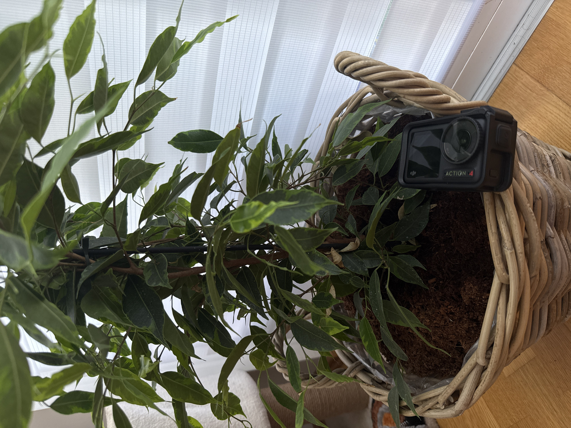 In an indoor setting, a potted plant with variegated green leaves sits in a woven basket. A small black action camera rests on the edge of the basket, partially obscuring the plant. The background consists of a window with horizontal blinds. The floor is made of wood. The image does not contain enough information to determine the location in the city of Unknown, Unknown.