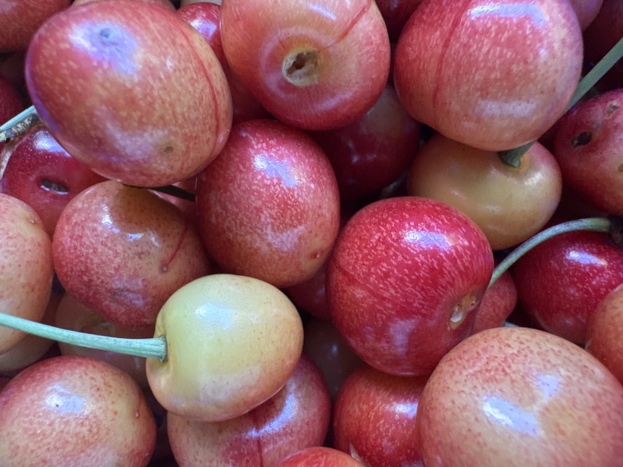 A close-up shot showcases a bountiful pile of Rainier cherries, their skins a gradient of rosy pink and pale yellow, with hints of red blush. Some cherries are deeply colored, while others are lighter, almost creamy yellow. The cherries are clustered tightly together, some showing slight indentations where they connect to their stems. A few green stems are visible, snaking through the arrangement, adding a touch of freshness to the vibrant fruit. The lighting is bright and even, highlighting the smooth, glossy texture of the cherries and creating subtle reflections on their surfaces. The focus is sharp on the cherries in the foreground, with a gentle blur towards the back, creating a sense of depth and emphasizing the abundance of the fruit. The overall impression is one of ripe, juicy cherries ready to be enjoyed. There is no text visible in the image, and the setting is simply a close-up view of the fruit, suggesting a market stall or a home fruit bowl. The time of day and weather are not discernible from the image.