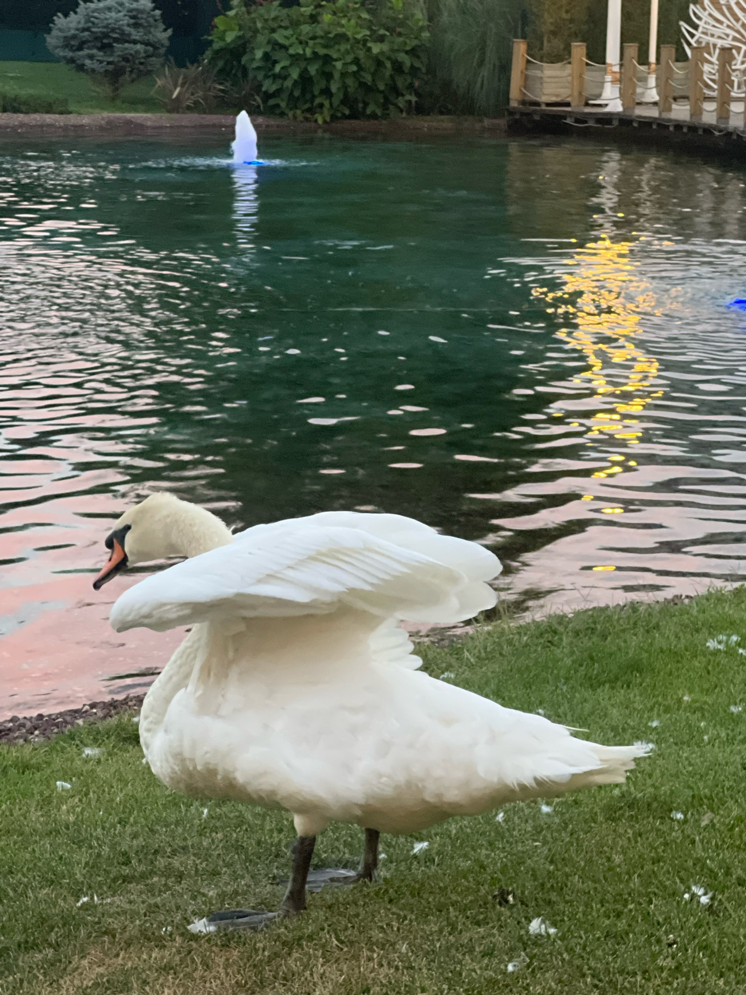 A white swan stands on a grassy area near the edge of a pond. The swan's wings are partially raised, revealing layers of feathers. Its head is turned to the left, and its beak is orange with a black tip. In the background, the pond's water reflects lights from a nearby boardwalk or structure. A fountain with blue light is visible in the pond. Lush green foliage and trees surround the pond, and some wooden posts with rope railings are visible along the edge of the water. The scene appears to be outdoors, possibly in a park or a residential area with a pond.
