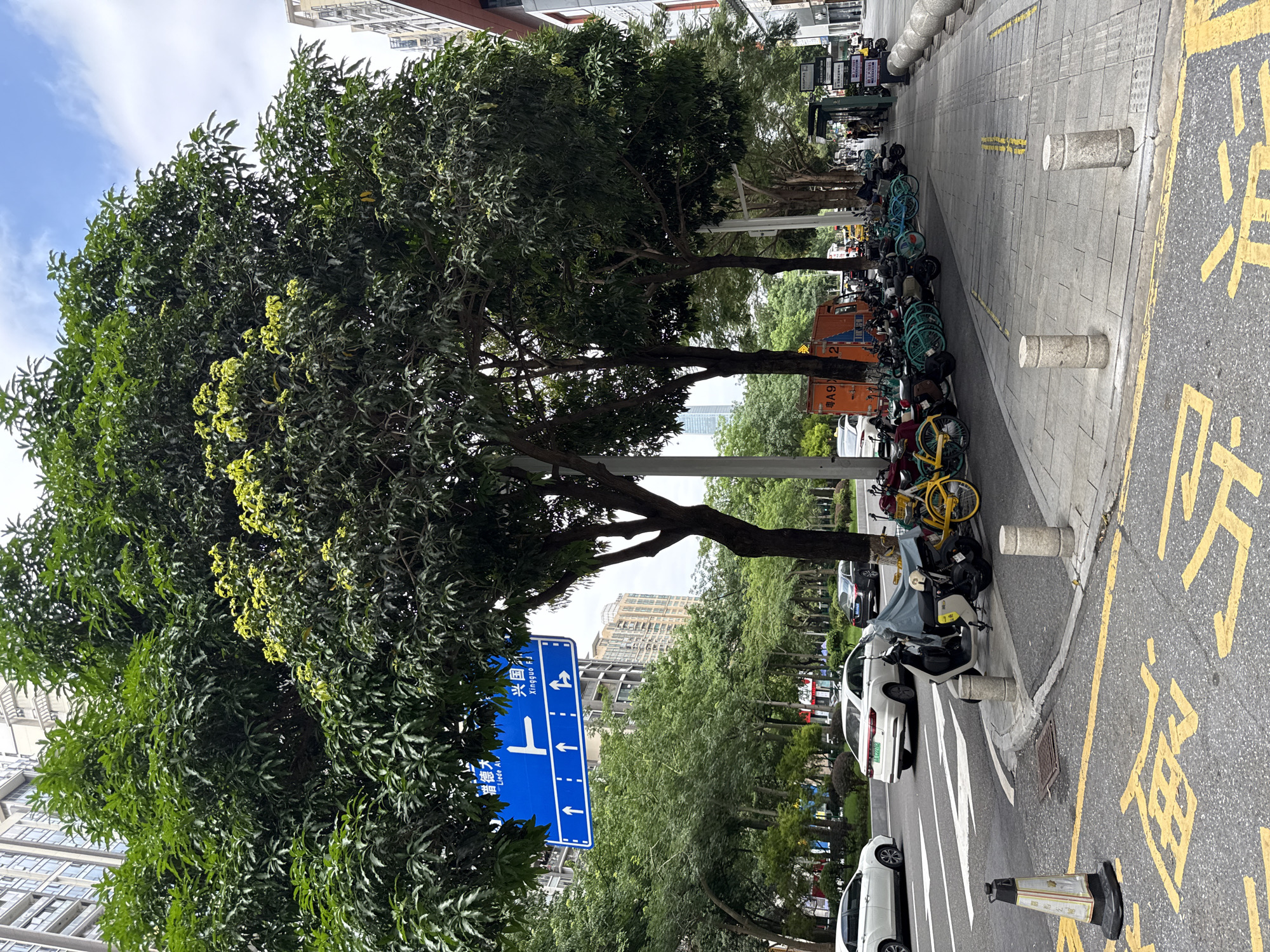 The image shows a street scene in Tianhe District, China, on a cloudy day. A large, leafy tree dominates the left side of the frame, its branches extending over a street and sidewalk. The street is lined with parked motorcycles and bicycles, and cars are visible driving on the road. Buildings of various heights, some modern, are in the background. Yellow markings on the road indicate a parking or no-parking zone. A blue traffic sign with directional arrows and Chinese characters is prominently displayed. Several pedestrians are walking on the sidewalk. The overall impression is a typical urban environment with a mix of vehicular and pedestrian traffic, residential and commercial buildings, and abundant greenery.