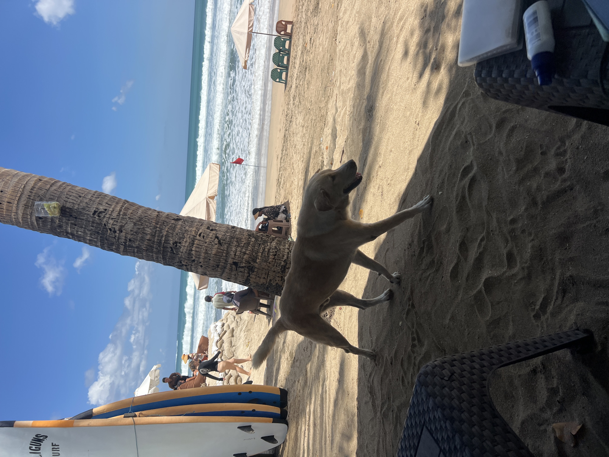 In Kuta, Indonesia, a light-colored dog walks across a sandy beach on a sunny day. The dog is in the foreground, facing right, with its mouth slightly open. Behind the dog, the ocean has moderate waves breaking, and the sky is blue with scattered white clouds. Several surfboards stand upright on the left side of the frame. Further back, people are visible near umbrellas and lounge chairs. A tall palm tree trunk stands prominently in the middle of the image, casting a shadow. A red flag flies on a pole in the distance. Two wicker chairs and a table are in the immediate foreground on the left, partially obscuring the sand. On the right, another wicker chair with a book and a bottle of sunscreen are visible.