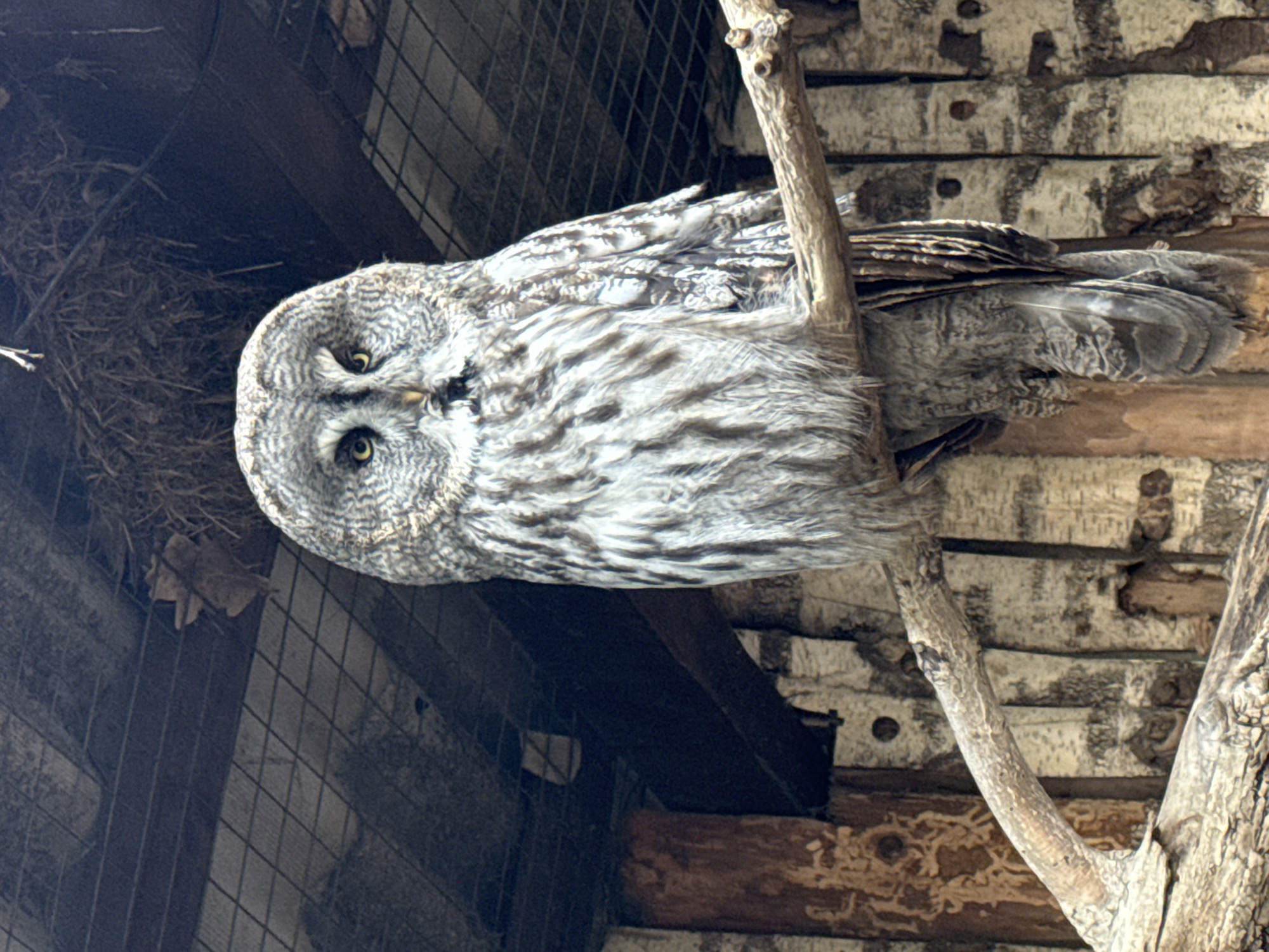 A Great Grey Owl (Strix nebulosa) is prominently featured in the image, perched upright on a thick, gnarled tree branch that runs diagonally through the frame. The owl's plumage is a detailed blend of grey, white, and dark brown streaking, providing natural camouflage. Its large, intense yellow eyes are wide open and directly focused, conveying an alert and observant expression. A distinctive facial disc, composed of concentric patterns of light and dark feathers, frames its face.
The branch on which the owl rests appears rugged, with visible knots and textures. In the background, to the upper left of the owl, there is a dark, loosely constructed nest-like formation made of twigs and dried plant material. Behind the owl and the branch, a wall made of weathered wooden planks is visible, featuring a light, almost white, painted or aged surface that shows texture and patterns resembling woodworm trails in places. Sections of a dark wire mesh fence are visible in the background, particularly on the left side of the image, suggesting the owl is in an enclosed environment such as an aviary or zoo exhibit. The lighting appears natural but somewhat muted, illuminating the fine details of the owl's feathers and the surrounding textures. No human activity or visible text is present. The scene captures the owl in a moment of stillness within its enclosure, located in Shakhty, Russia.