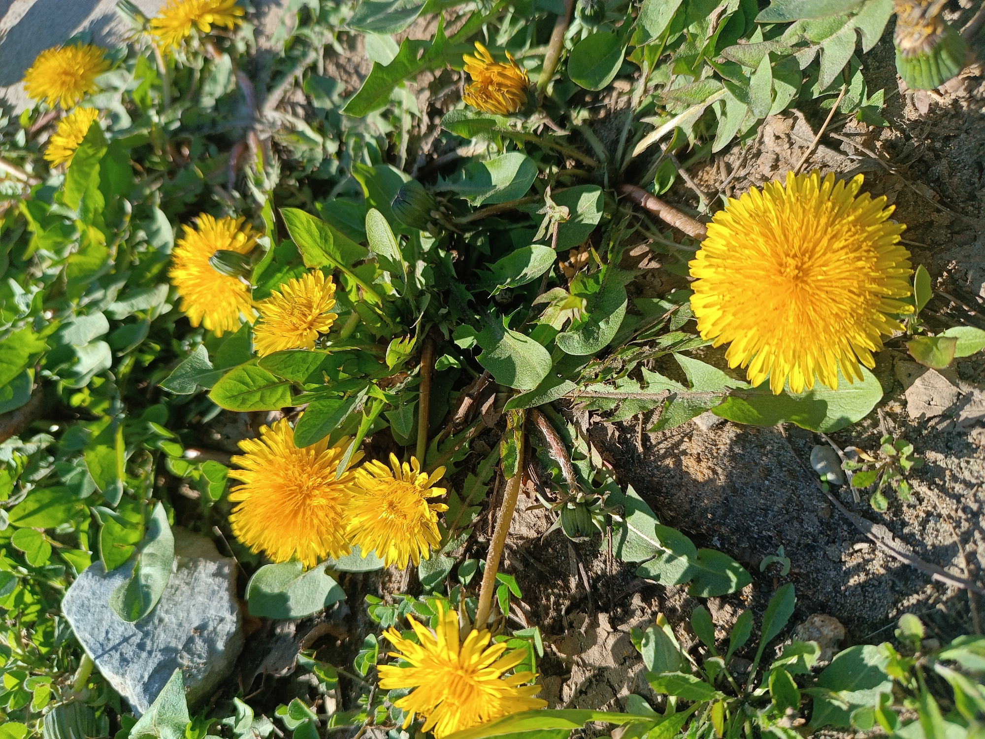 This close-up image captures a patch of vibrant dandelions and green foliage thriving on the ground. Multiple dandelions are visible, showcasing their bright yellow flowers in various stages of bloom, from tight buds to fully open, circular blossoms. Their characteristic serrated green leaves are interspersed among the flowers, along with other smaller green plants, creating a dense ground cover.
The scene includes areas of exposed soil and dirt, along with a few small rocks or pebbles. The lighting indicates a sunny day, with strong, direct sunlight casting distinct shadows and creating bright highlights on the flower petals and leaves. This direct light enhances the vivid yellow of the dandelions and the rich greens of the surrounding plants.
No people or specific activities are depicted. The setting appears to be an outdoor, natural environment, possibly an unkempt area, field, or garden. There is no visible text within the image. While the location context is Chaikovsky, Russia, the image itself does not contain specific visual cues to confirm this geographic detail. The overall impression is one of natural growth and the vibrant colors associated with spring or summer.