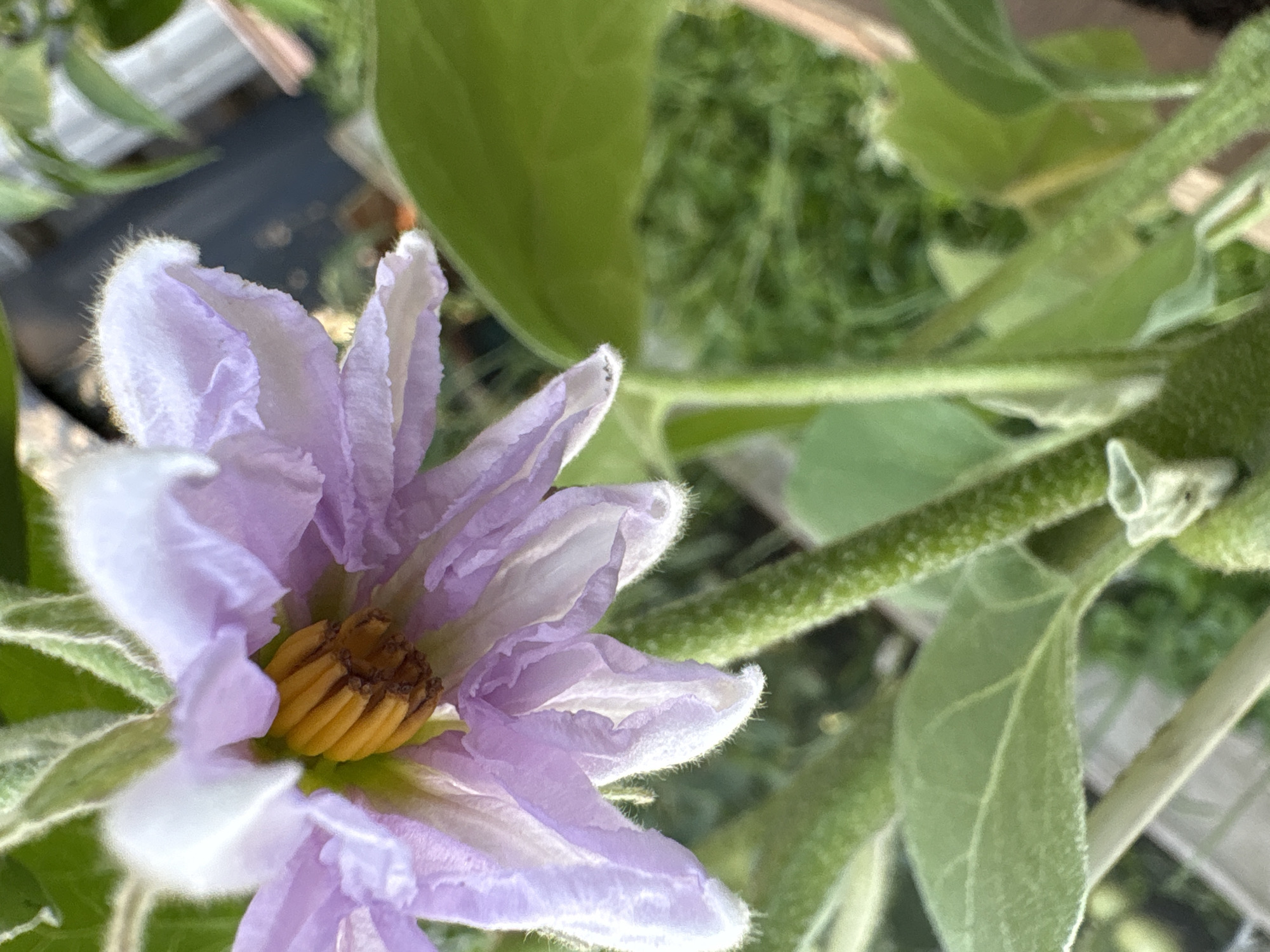 The image is a close-up, eye-level, outdoor shot of a delicate purple flower with yellow stamens. The flower's petals are a soft lilac color with lighter white edges, and they are fringed with fine white hairs, giving them a fuzzy appearance. The center of the flower reveals a cluster of bright yellow stamens. The flower is attached to a thick, fuzzy green stem, which is also covered in fine hairs. In the background, out-of-focus green leaves and stems are visible, suggesting a garden or natural setting. The lighting appears to be natural daylight, possibly late morning or afternoon, given the soft illumination. There is no visible text in the image. The overall impression is one of natural beauty and growth. The location is identified as Ćwiklice, Poland.