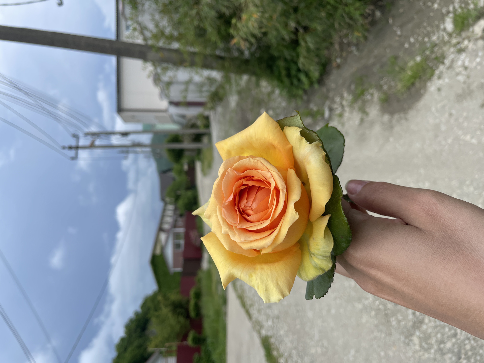 A person's hand holds a yellow and orange rose. The background shows a road, houses with ivy, and power lines against a cloudy sky. Based on the known location, this is likely Olginka, Russia.