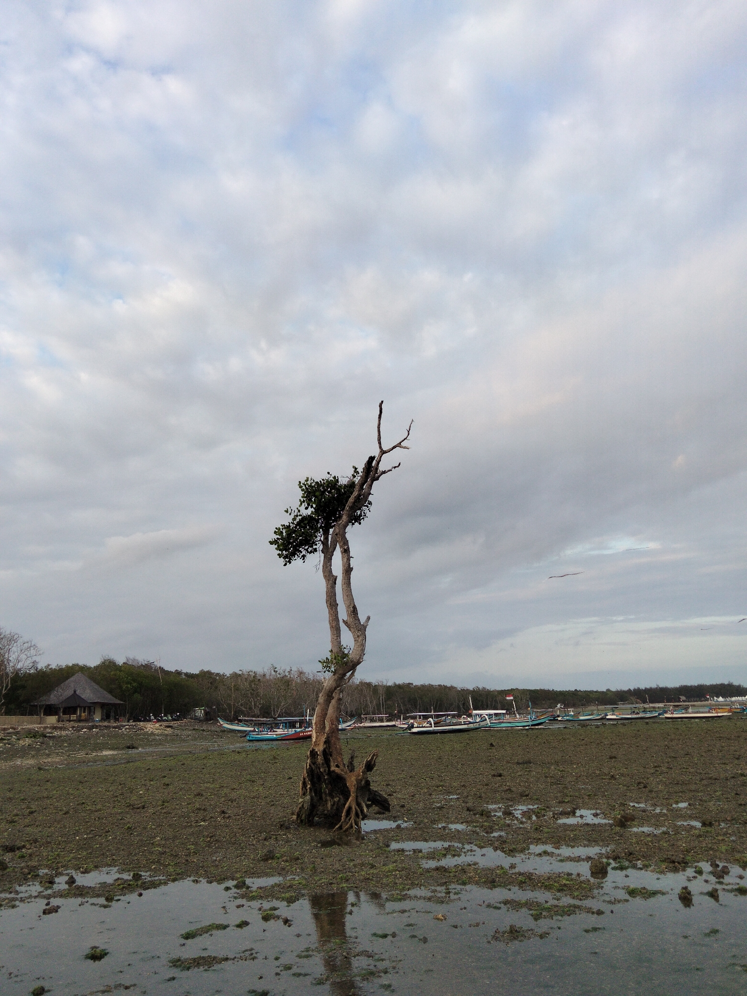 A solitary, gnarled tree stands in the foreground of a muddy, rocky shore, with its roots exposed and twisted. In the background, a line of parked boats rests on the shallow seabed, and further back, a dense forest meets a cloudy sky. A small building with a thatched roof is visible on the left side of the scene, nestled among the trees. The overall impression is one of a remote, natural coastal landscape.