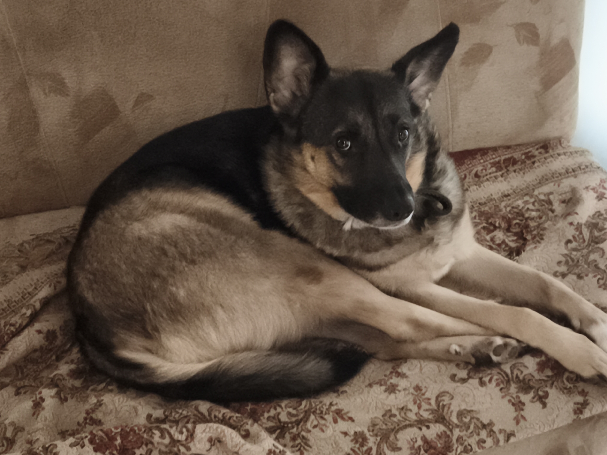 A medium-sized dog, appearing to be a German Shepherd mix, is lying on a patterned sofa. The dog has black and tan fur, with pointed ears and a visible collar. The sofa is upholstered in a textured, beige fabric with a red and cream floral pattern on the cushions. The lighting suggests an indoor setting, possibly a living room, within a residence in the Гаранскі сельскі Савет, Belarus.