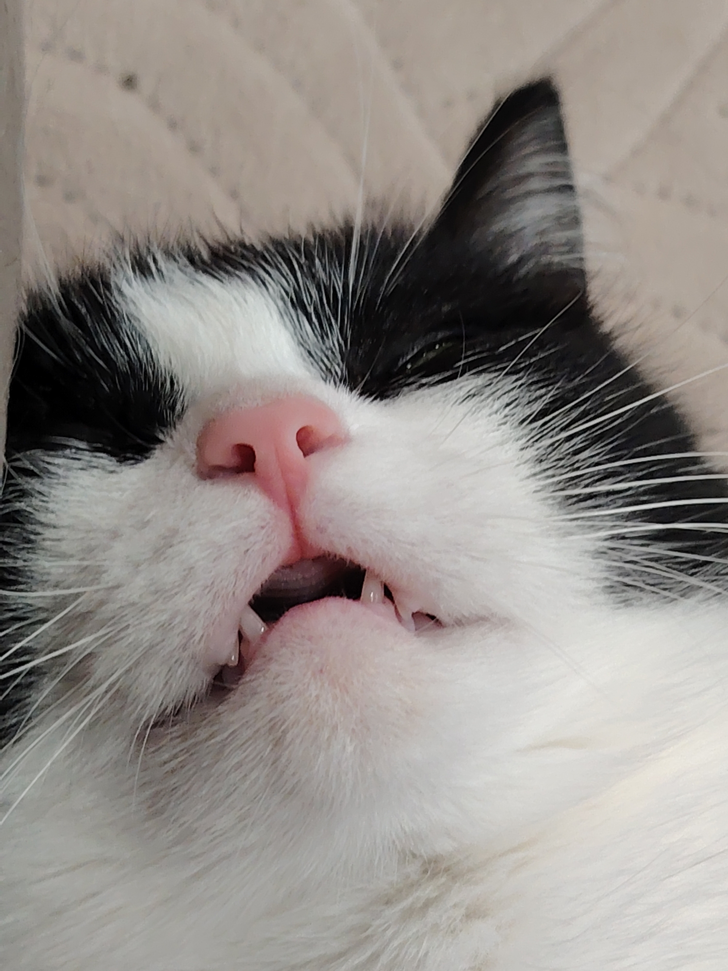 A close-up, overhead shot captures a black and white cat's face with its mouth slightly open, revealing tiny teeth and a pink nose. The cat appears to be lying down, with its head tilted upwards. The background is a soft, neutral-colored fabric with a subtle texture.