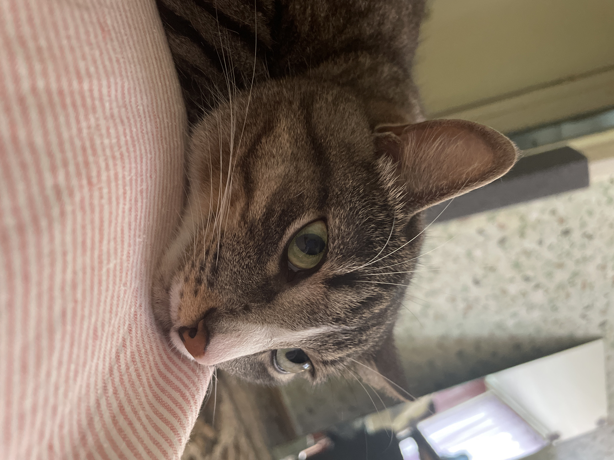 A close-up shot captures the face of a tabby cat resting on a pink and white striped surface. The cat's head is angled to the right, with its left eye prominently visible, a striking green color. Its fur is a mix of brown, black, and white stripes. The cat has long white whiskers and a pink nose. In the background, a wall with a subtle floral pattern is visible, along with what appears to be a mirror reflecting a bright light. The overall environment suggests an indoor setting, possibly a home.