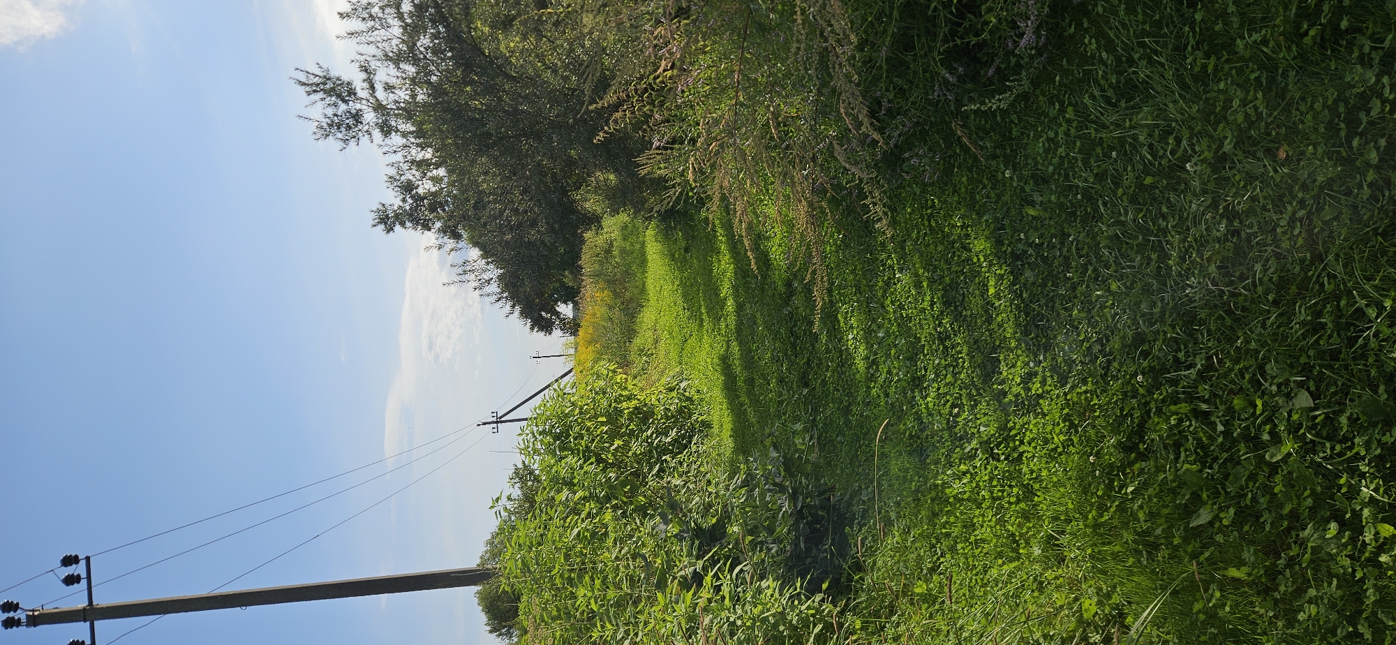 The image depicts a rural scene with a grassy pathway winding through lush green vegetation. A wooden utility pole stands prominently on the left side of the path, supporting overhead electrical wires that extend across the frame. Beyond the immediate vegetation, a field of yellow flowers is visible in the distance, with more trees and foliage forming the background under a clear blue sky with scattered white clouds. The pathway is bathed in sunlight, creating distinct shadows across the grass. The environment suggests a summer day in a rural area, likely somewhere in or near Мазалаўскі сельскі Савет, Belarus, given the presence of similar utility poles and agricultural landscape elements in the region. There are no people or animals visible in the image.