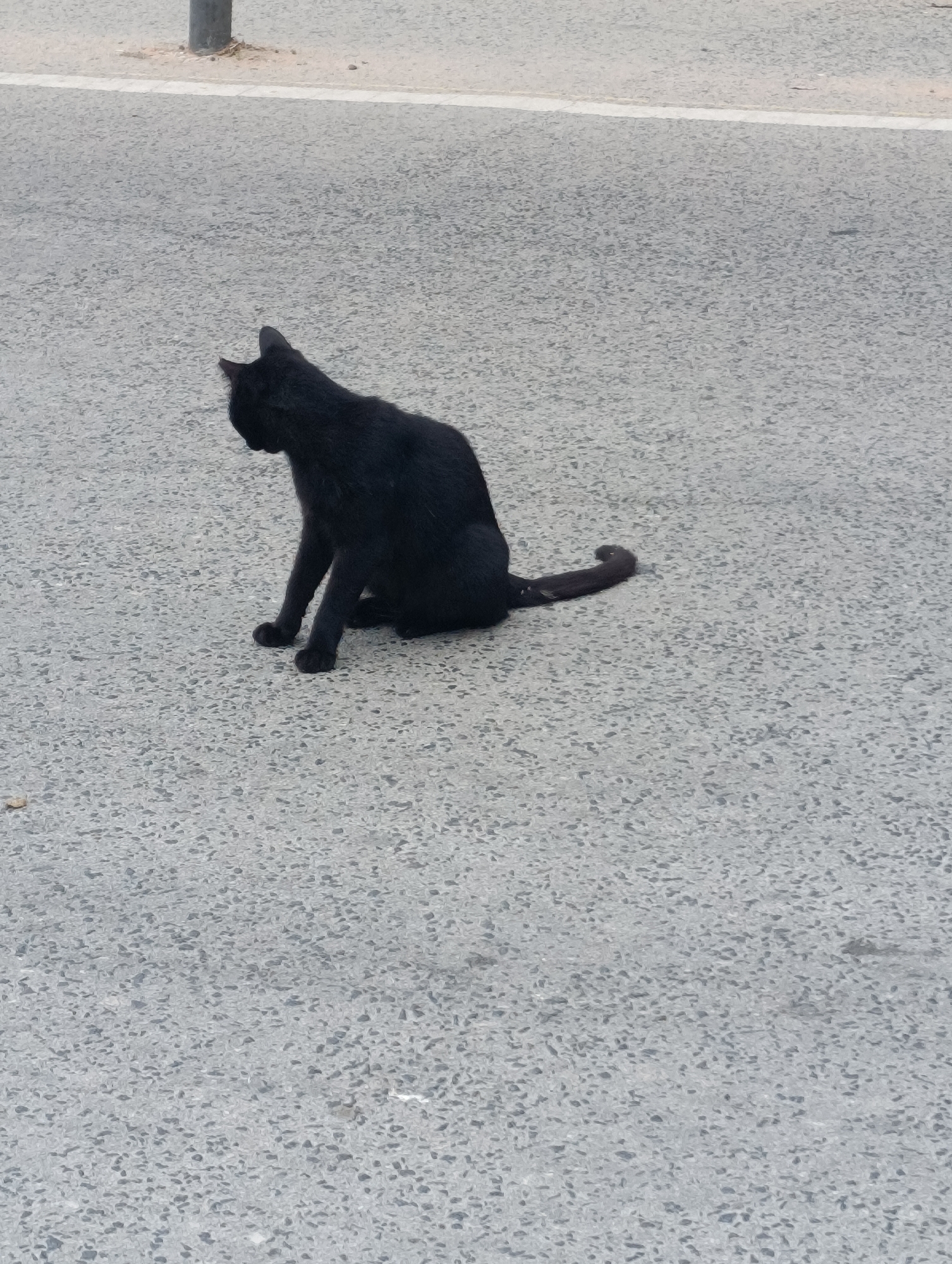 A black cat is sitting on a grey asphalt road, facing left. The cat's tail is curled upwards. In the background, a white line runs across the road, and a grey pole is visible. The scene appears to be outdoors in Setúbal, Portugal.