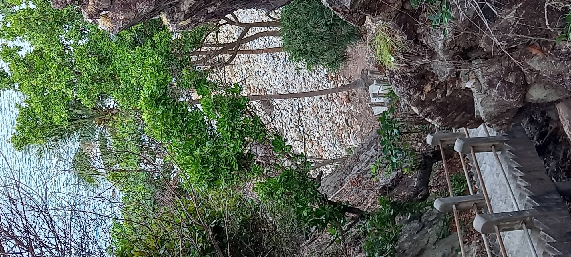 The image, oriented sideways, depicts a scene in Baan Chaloklum, Thailand, showing a coastline area with dense vegetation and rocky terrain. The foreground contains a set of stairs with railings that ascend along a rock face. A variety of trees and bushes with green foliage are present, partially obscuring a view of a beach covered in white pebbles and rocks. The ocean is visible in the distance, its surface rippled. The overall impression is a natural, somewhat rugged coastal landscape, with human modifications in the form of the staircase.