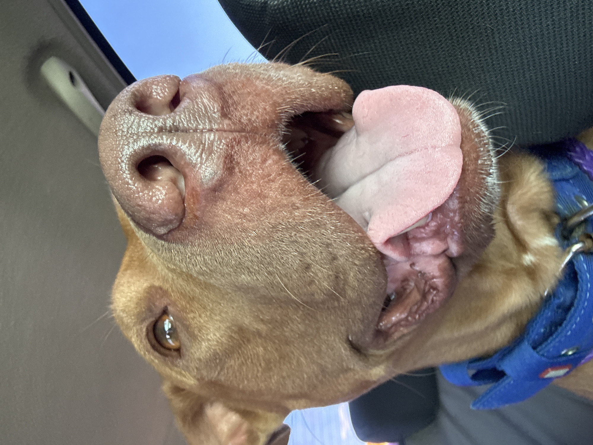A close-up, low-angle shot captures a reddish-brown dog with its mouth open and tongue lolling out, panting while in the back seat of a vehicle. The dog's snout is prominent in the foreground, with its wet nose and large nostrils clearly visible. The dog is wearing a blue collar with a bit of purple fabric visible underneath. The background consists of the interior of a car, with a dark seat to the right and the sky visible through a window on the left, suggesting the vehicle is in motion. The lighting suggests it is daytime, possibly late afternoon or early evening due to the warm tones. There is no discernible information about the location in Odesa, Ukraine, present in the image.
