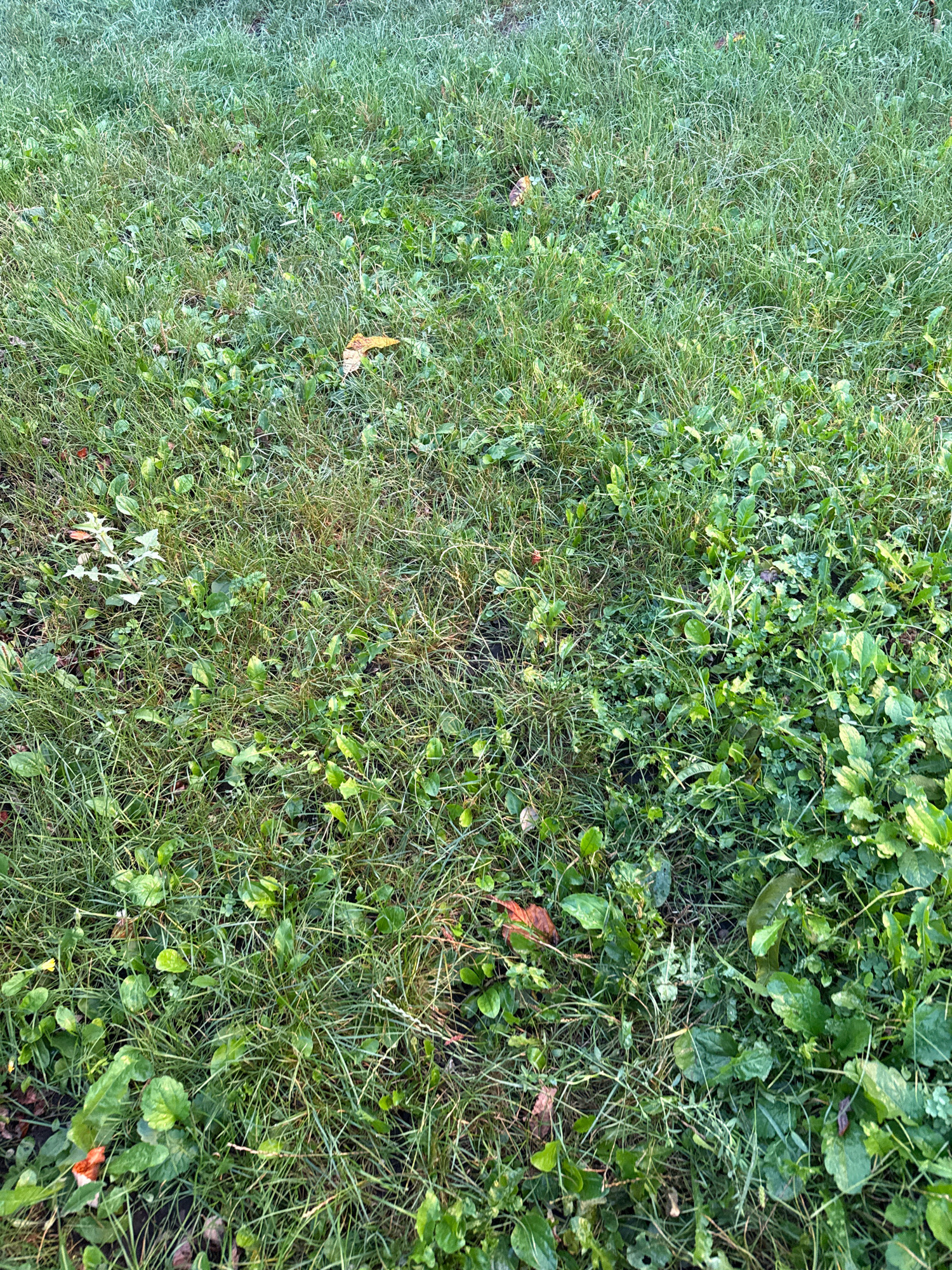 The image shows a close-up, overhead view of a grassy area, likely a lawn, in Elizavetovca, Moldova. The grass is a mix of green and somewhat dried-out blades, with several broad-leafed weeds interspersed throughout. A few fallen leaves, predominantly yellow and orange, are scattered on the ground. The scene appears to be an outdoor environment. There are no people, animals, or specific structures visible. The lighting suggests it could be morning due to the dew on the grass and a soft, natural light.
