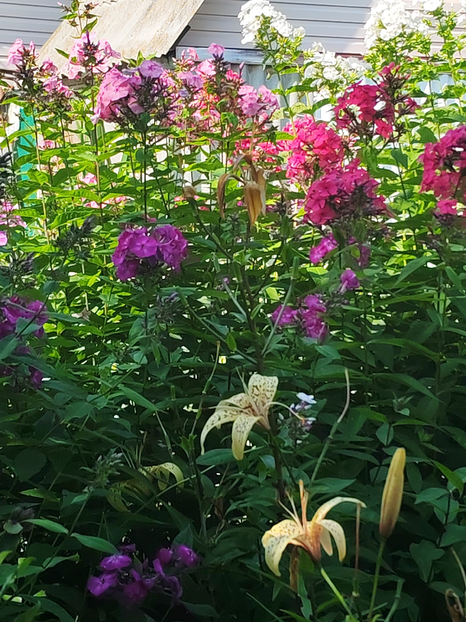 The image depicts a close-up view of a garden with a variety of blooming flowers, including pink and magenta phlox, and pale yellow lilies with spotted petals. The flowers are set against a backdrop of dense green foliage. In the upper background, a portion of a building with a light-colored, corrugated roof is visible, suggesting an outdoor domestic setting. The scene is well-lit, indicating it was taken during daylight. The environment suggests a natural, possibly residential area.