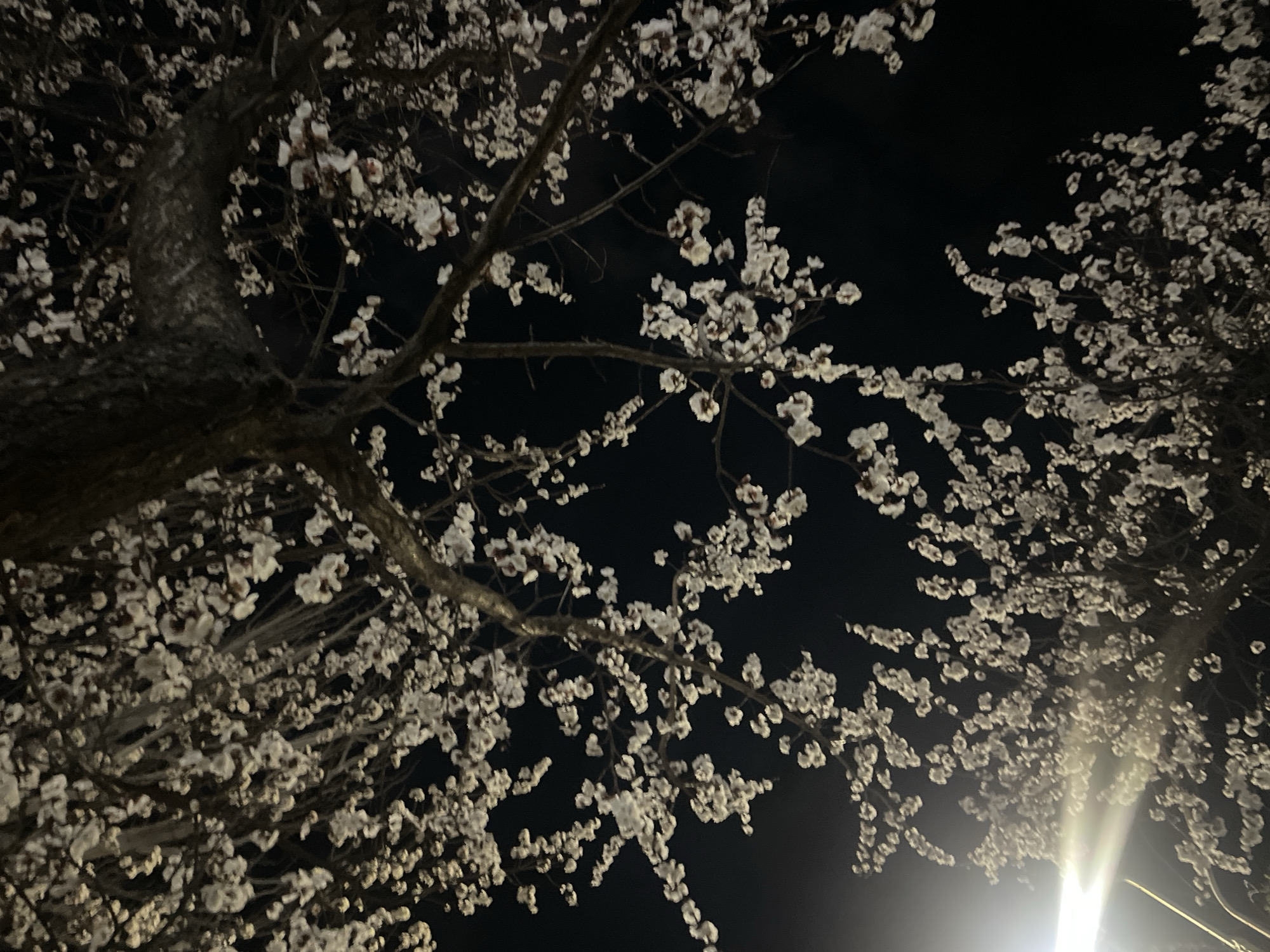 The image shows a low-angle view of blossoming trees at night. White flowers cover the branches against a dark sky. A bright light source, possibly a street lamp, is visible in the bottom right corner, illuminating the flowers. No people are visible in the image. There is no information to support a claim that this image was taken in Yerevan, Armenia.