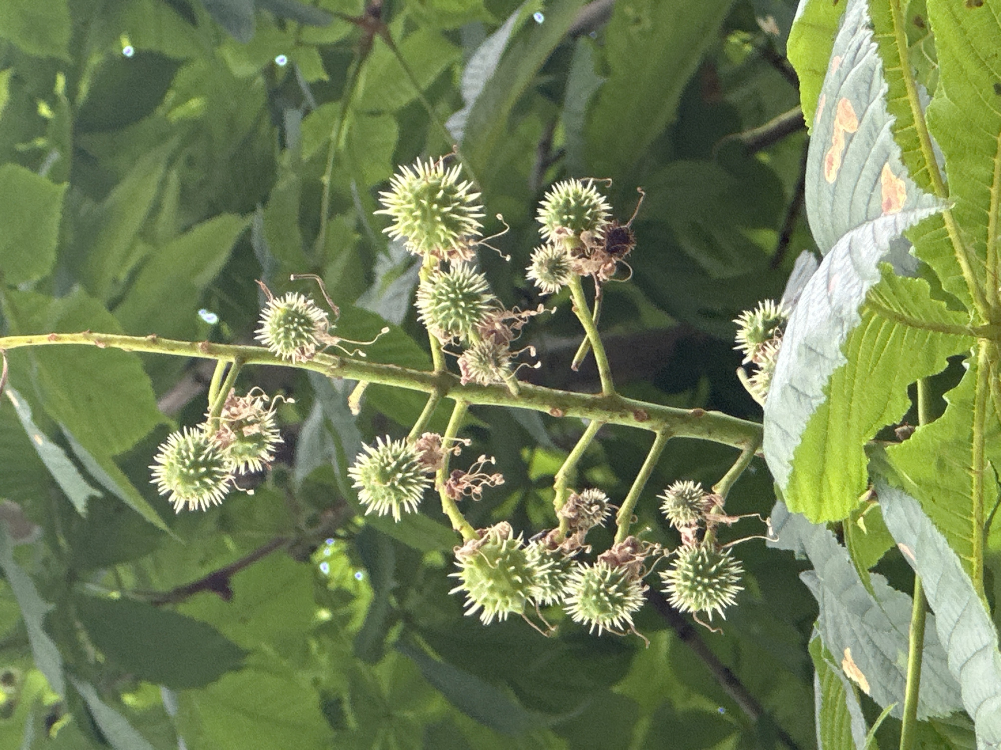 This is a close-up, eye-level, outdoor photograph of developing horse chestnut conkers, or conkers in their spiky husks, on a branch. The conkers are green and covered in small, sharp spines. Some of the husks appear to be partially open, revealing the smooth, brown nut within. Several dry, withered flower remnants are also visible hanging from the branch. The background is a blur of lush green leaves, typical of a tree canopy. The lighting suggests it is daytime, possibly overcast or in shade, as there are no harsh shadows. This image was taken in Podolsk, Russia.