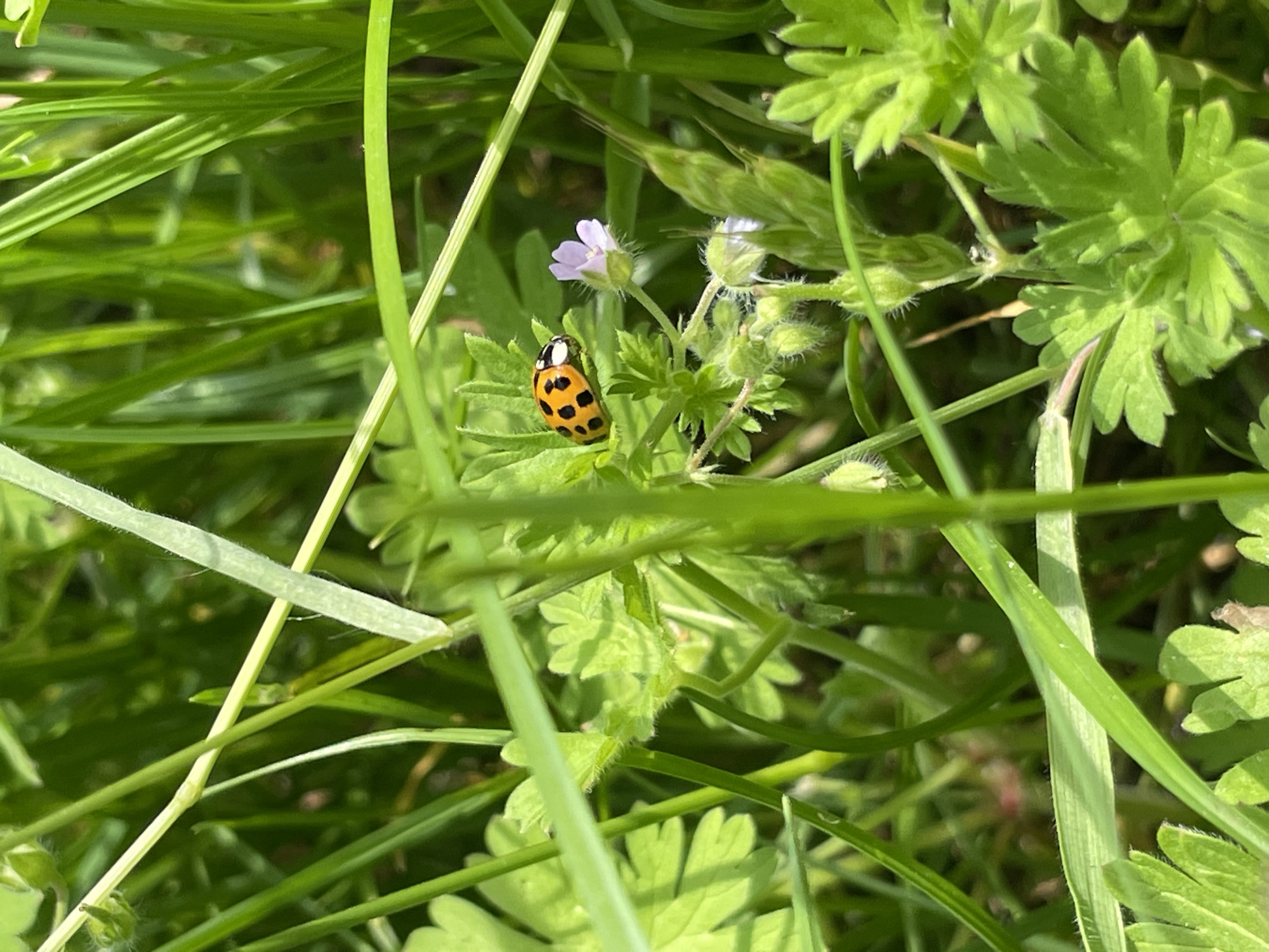 A close-up, low-angle shot captures a ladybug with black spots on its orange shell, perched on a vibrant green leaf. The ladybug is positioned to the left of a small, delicate purple flower and several budding white flowers, all nestled amidst lush green grass and foliage. The scene is bathed in natural light, creating sharp shadows and highlighting the textures of the plants and the ladybug's shell. The background is a blur of green, suggesting a natural outdoor environment. The image is clear and in focus, emphasizing the small details of the insect and flora.