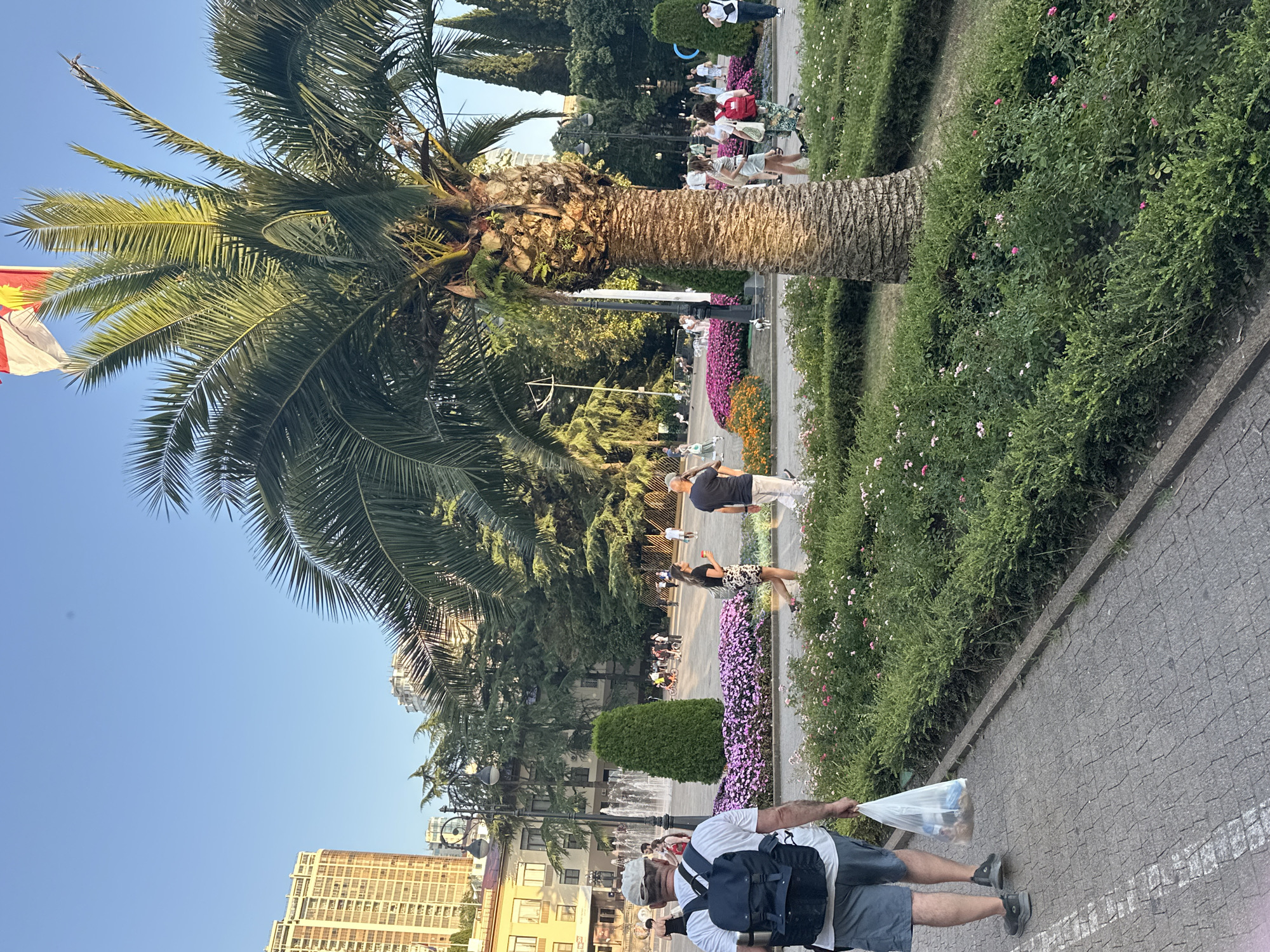 The image depicts a sunny day in a city park in Sochi, Russia, likely near the Arboretum or a similar central green space, given the lush vegetation and palm trees. In the foreground, a man wearing a white t-shirt, grey shorts, a grey cap, and a dark backpack walks away from the camera, carrying a white plastic bag in his right hand. He is walking on a paved pathway made of interlocking stones.
Behind him, a large palm tree dominates the mid-ground. To the left of the palm tree, a cluster of bright pink flowers is in bloom, bordered by neatly trimmed green bushes. Further back, people are seen strolling through the park. Some are walking, others are riding bicycles. A water fountain can be seen in the distance, behind a tall, conical evergreen tree.
In the background, several buildings rise above the trees. One prominent building is tall and multi-story, appearing to be an apartment complex or hotel, with many windows. The sky is a clear, bright blue. The overall atmosphere is one of a pleasant, leisurely day in a public urban park.