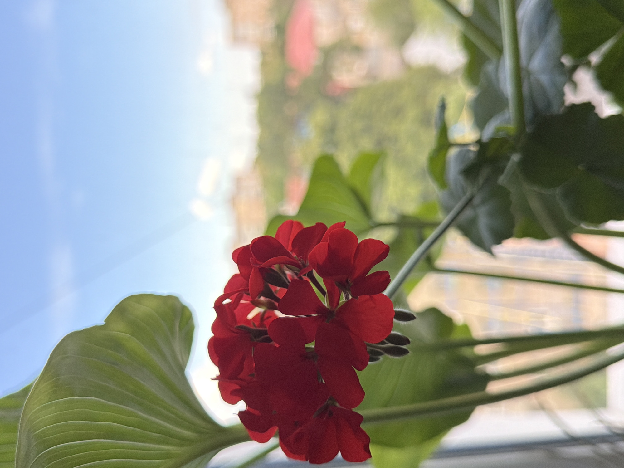 A close-up, shallow depth of field photograph shows a cluster of vibrant red geranium flowers in the foreground, with fuzzy, out-of-focus city buildings and trees visible in the background under a bright blue sky. The geraniums, characterized by their five-petaled blossoms and dark centers, are set against large, textured green leaves. Below the flowers, dark, fuzzy buds are also visible. The backdrop suggests an urban environment, with hints of red rooftops and greenery. The lighting indicates it is daytime, with sunlight filtering through the scene. No people are present.