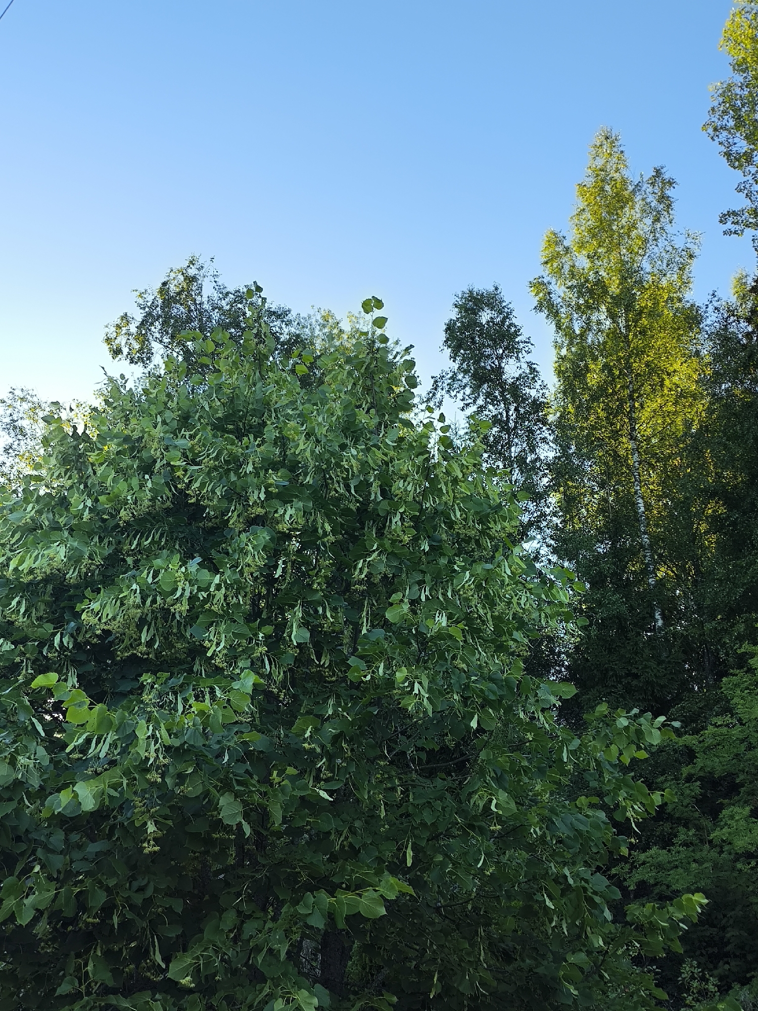 The image depicts a view of trees against a clear blue sky. The foreground is dominated by a large, leafy tree with small green seed pods hanging from its branches. In the background, other trees are visible, including a tall, slender tree with bright green foliage that appears to be illuminated by sunlight, and darker, denser foliage behind it. The setting suggests an outdoor natural environment, possibly a park or a wooded area. The image was taken in Гудок Снт, Russia. There are no people or animals in the frame.
