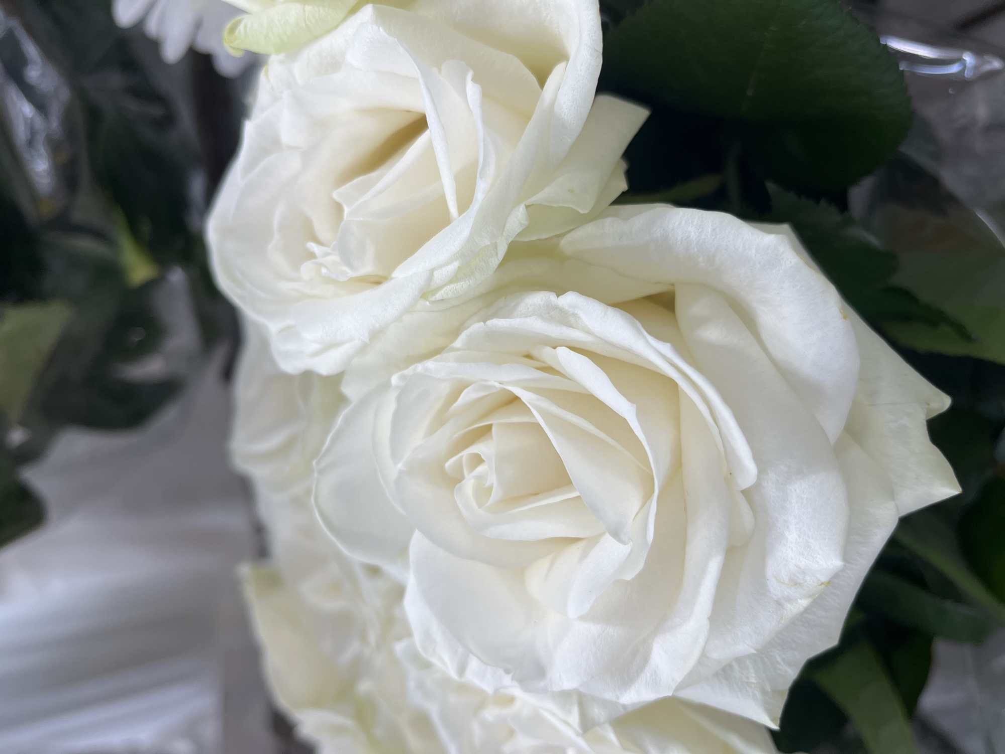 The image is a close-up, slightly blurry, macro photograph of a bouquet of white roses. The roses are tightly packed, with layers of soft, velvety petals. Some petals are unfurling, revealing the delicate spiral at the center of the blooms. The lighting is soft and diffused, highlighting the creamy white and pale yellow tones of the petals. Some dark green leaves are visible peeking out from behind the roses, adding a touch of contrast. The background is out of focus and appears to be a dark, reflective surface, possibly plastic wrapping. The overall impression is one of elegant simplicity and natural beauty. No specific location in the city of Unknown, Unknown can be determined from the image.
