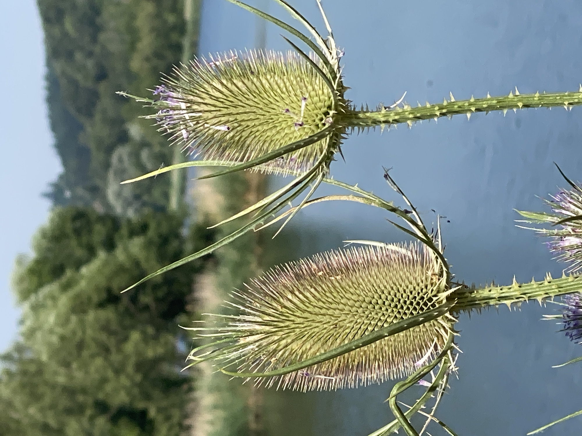 In Purkersdorf, Austria, two large, prickly seed heads of a wild plant, likely teasel, dominate the foreground. The seed heads are an elongated oval shape, covered in numerous sharp spines, and tinged with purple and brown at the tips, suggesting they are past their prime blooming stage. Small clusters of purple florets are visible at the apex of the seed heads. The plants have tall, spiny green stems and long, thin green leaves.
Behind the plants, a body of water, likely a river or lake, reflects the blue sky and is bordered by lush green trees and foliage. The background consists of a densely wooded hillside under a clear, pale blue sky. The overall impression is a natural outdoor scene, possibly near a body of water.