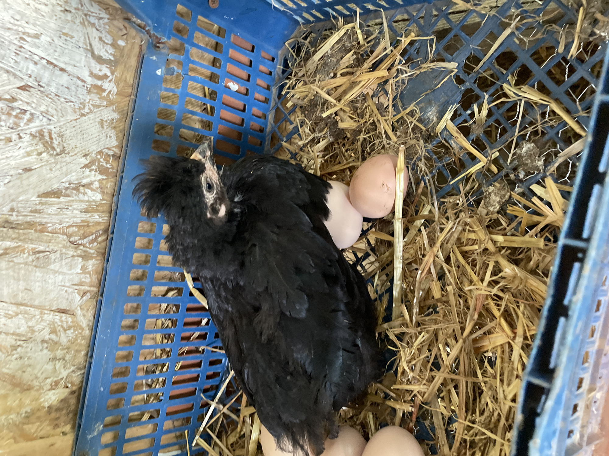 In Zlatograd, Bulgaria, a black chick with fluffy feathers and a distinctive crest sits nestled amongst straw and eggs within a blue plastic crate. The crate is positioned inside a wooden enclosure, with the light-colored, textured wood of the enclosure's walls visible behind it. Several light brown eggs are visible around the chick, some partially obscured by its body. The chick's head is turned to the right, and its beak is slightly open, revealing a hint of pink inside. The overall scene depicts a rural setting, likely a farm or coop, with the focus on the young bird and its potential brood.
