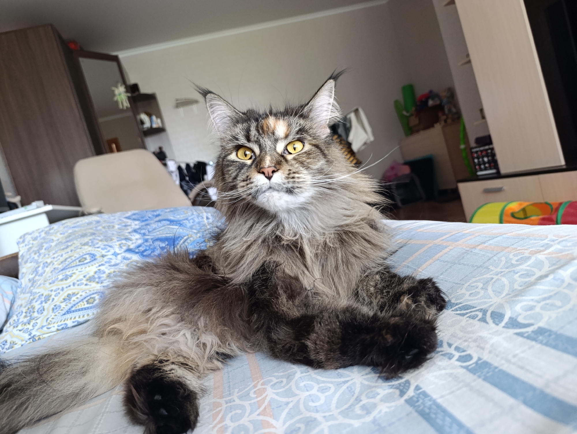 A long-haired Maine Coon cat with a gray and black coat, yellow eyes, and distinctive ear tufts is lying on a bed covered with a blue and white striped and patterned sheet. The cat is positioned facing forward, with its front paws resting on the bed. In the background, a room is visible, containing furniture such as a wardrobe, a chair, and various objects on shelves. A colorful tunnel toy can be seen on the floor in the background. The location appears to be indoors, likely a bedroom.