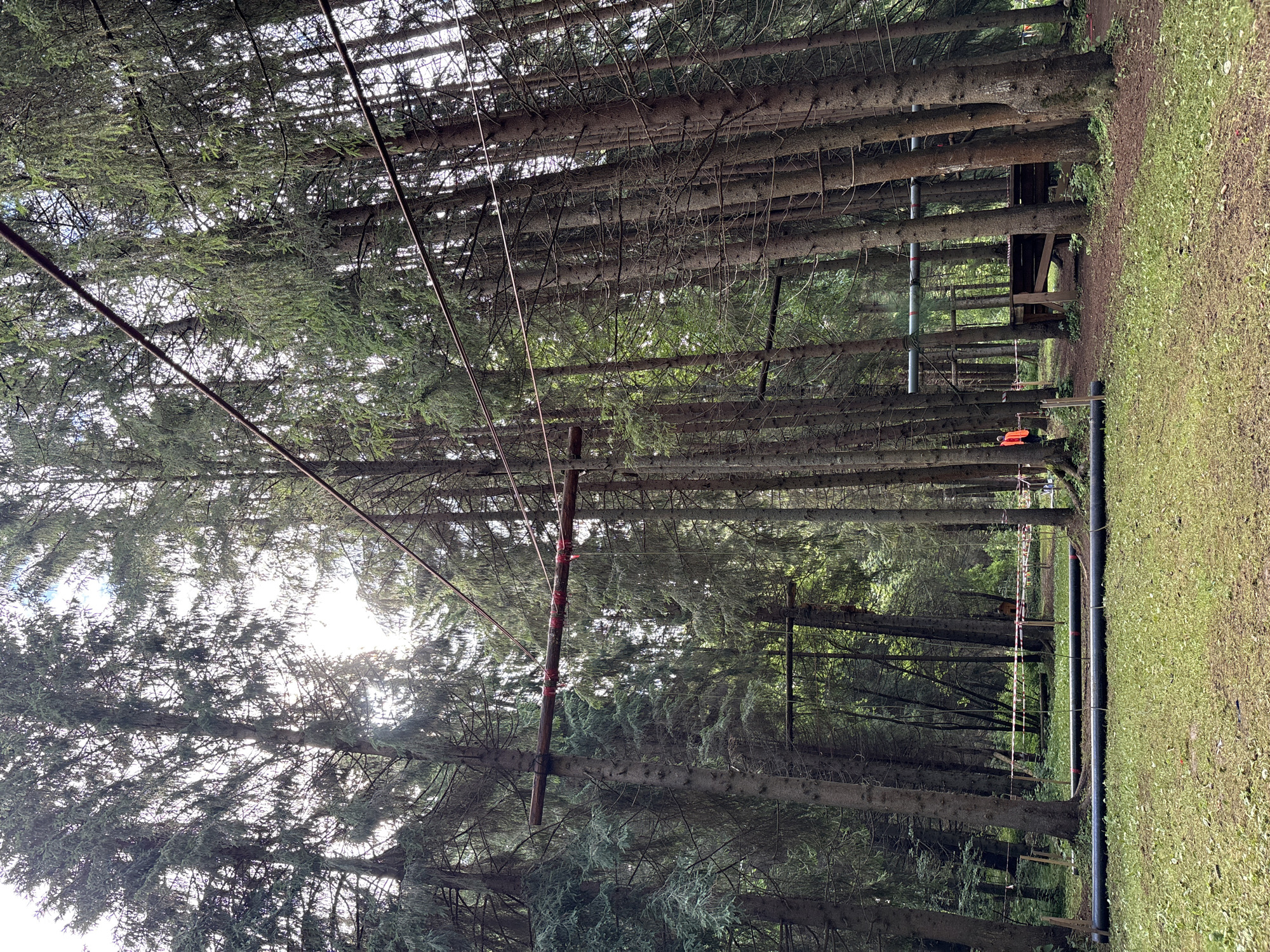 The image depicts an outdoor adventure park or obstacle course set in a dense pine forest. Tall, slender pine trees dominate the scene, with sunlight filtering through their branches, creating dappled lighting. Several horizontal elements, likely part of the obstacle course, are visible suspended between the trees at various heights. These include wooden beams, pipes, and possibly ropes or cables.
In the foreground, a grassy area leads towards the course. Two large, dark pipes are laid horizontally on the ground, parallel to each other, with red bands around their ends. Further into the forest, a wooden platform structure is visible, suggesting another section of the course. Red and white caution tape is strung between trees, marking boundaries or warning of hazards.
One person, wearing an orange vest, is visible standing near the platform structure, facing away from the camera. Another person, wearing a dark outfit, is seen standing behind a tree to the left of the orange-vested individual. The overall environment is natural and rustic, with a sense of adventure and physical challenge. The location is identified as Сергино, Russia.
