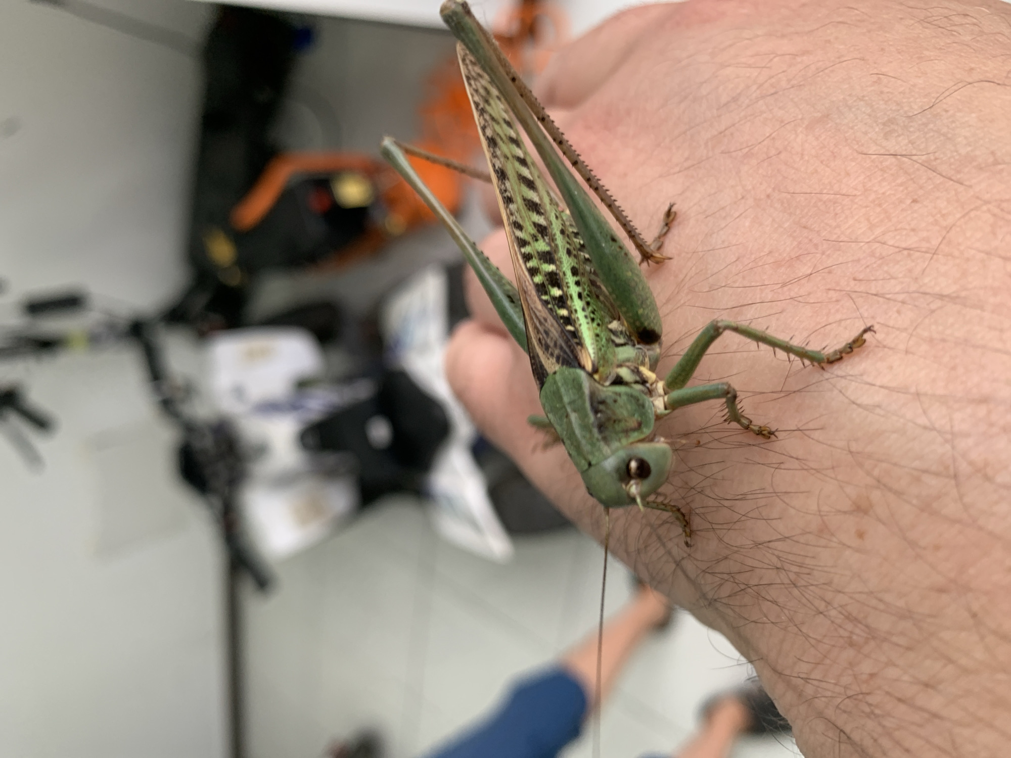 A green katydid rests on a person's hand. The katydid's body is segmented and green, with intricate patterns on its wings. Its legs are long and spiny. The hand is covered in fine dark hairs. In the blurred background, a white motorcycle with orange accents is visible. The floor appears to be tiled. The overall scene suggests an outdoor or semi-outdoor environment, potentially a garage or courtyard, in the city of Kropotkin, Russia.