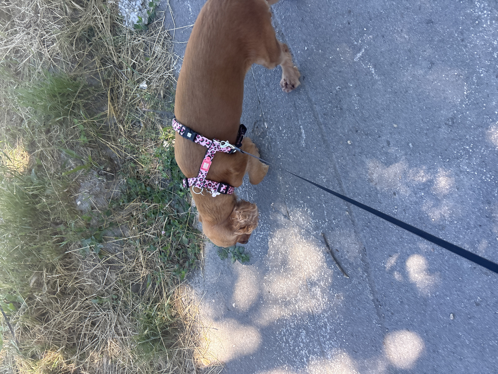 An amber-colored dog is being walked on a leash and harness. The dog is wearing a pink and black leopard print harness. The dog is walking on a paved surface with patches of dry grass and weeds on the left side. There are shadows from trees or other objects on the pavement. The scene appears to be outdoors, possibly in a park or along a street in the city of Shumen, Bulgaria. The image is taken from a high angle, looking down at the dog and its surroundings.
