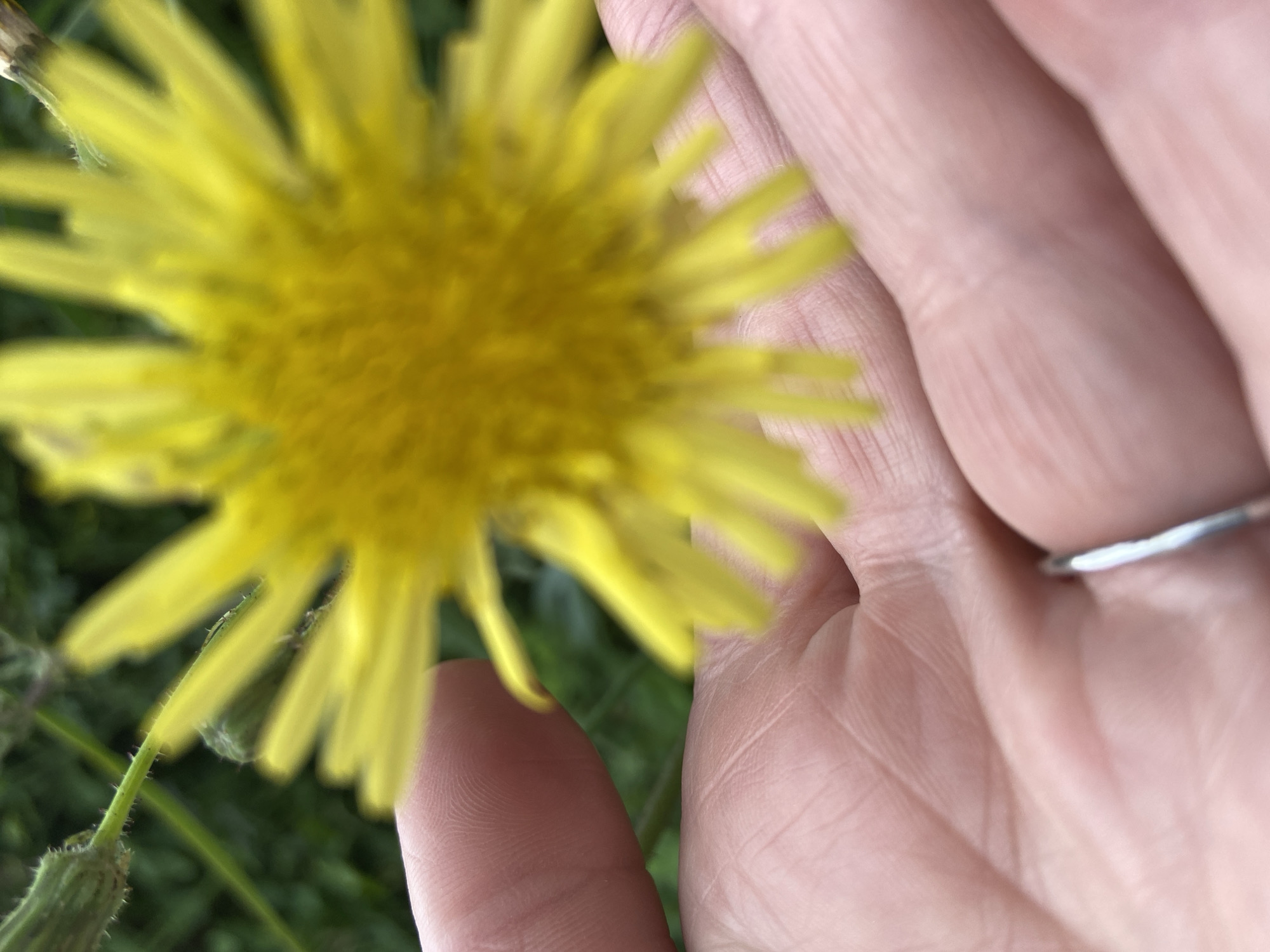 This close-up, shallow-depth-of-field photograph captures a person's hand interacting with a vibrant yellow flower. The hand, visible with detailed skin texture, creases, and fingerprints, occupies the right side and lower portion of the frame. A slender silver ring is worn on one of the fingers.
A large, bright yellow flower, resembling a dandelion or a similar composite flower, dominates the left and central areas of the image. It is intentionally rendered out of focus, creating a soft, luminous blur of yellow petals radiating from its center. The stem of the flower, with small hairs, is faintly visible at the bottom left, extending into a blurred green background that suggests grass or foliage.
The image depicts a moment of gentle interaction with nature, with the hand seemingly holding or reaching for the flower. The composition emphasizes the contrast between the detailed human skin and the soft, abstract form of the flower. The setting is outdoors, possibly in a garden or natural field, located in Budva, Montenegro. The natural lighting indicates it is daytime. No specific activity beyond holding or touching the flower is evident, and there is no visible text.