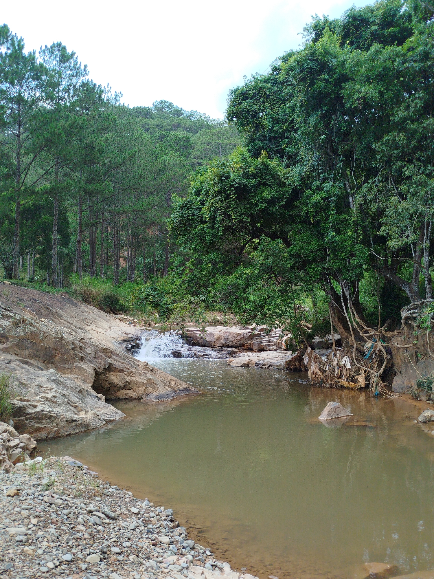 The image depicts a stream in Đa Thọ, Vietnam. The stream has a small waterfall flowing over a rocky outcrop into a pool. The water appears murky, possibly due to sediment. The banks of the stream are rocky and covered in pebbles. Trees surround the stream; on the left, there is a pine forest, and on the right, there are dense, leafy trees. Litter is entangled in the roots of the trees on the right bank, indicating pollution. No people are visible in the image.