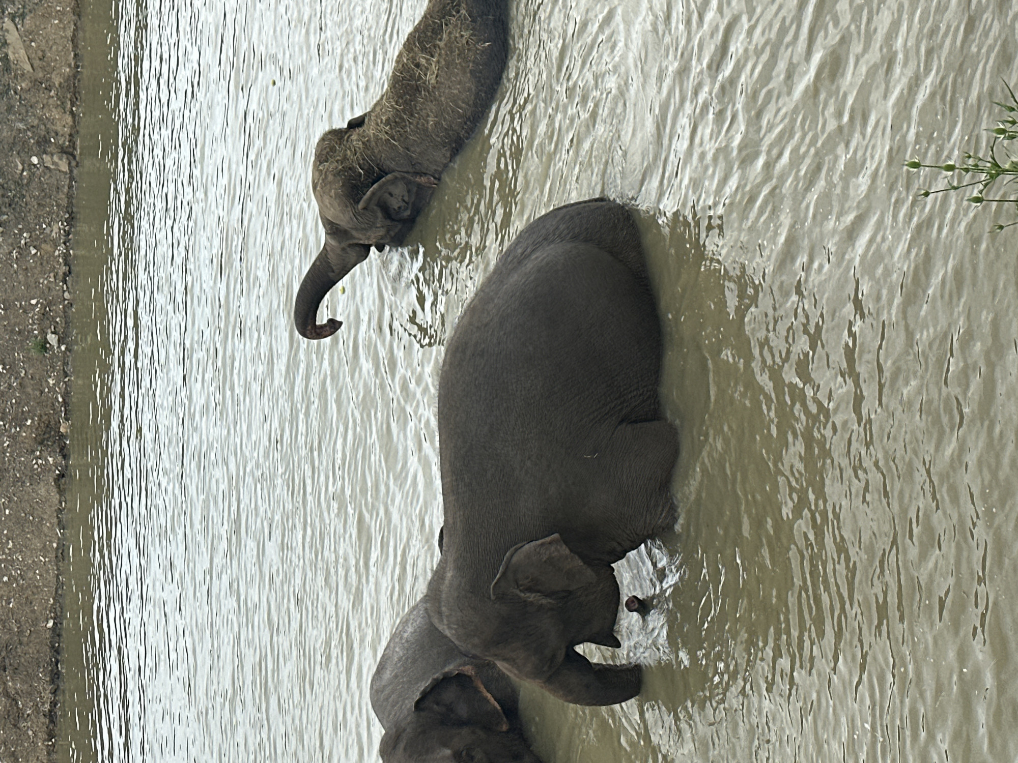 In the muddy water of a riverbank, three elephants are bathing. Two elephants are in the foreground, one with its head down and trunk in the water, and another with its back to the camera. A third elephant is further in the background, lying on its side with its trunk raised. The water is murky and shows ripples from the elephants' movements. The bank of the river is visible at the top of the image, with a rough, stony texture. The scene appears to be a natural habitat.