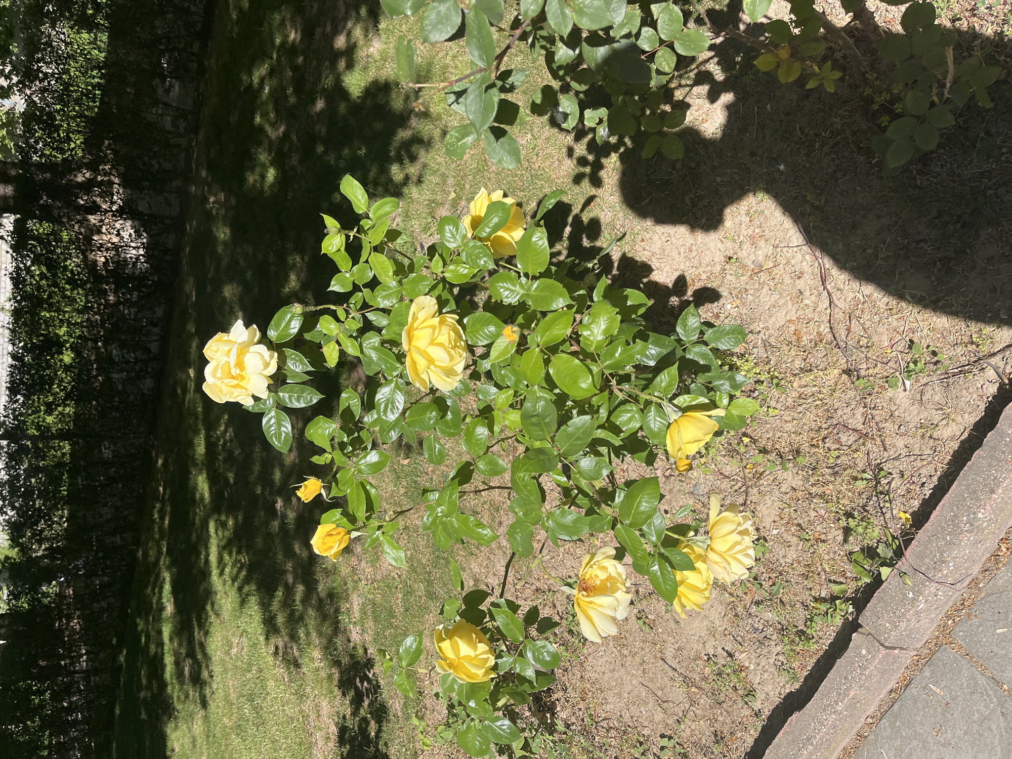The image depicts a bush of yellow roses growing in a garden setting. The roses are in various stages of bloom, some fully open and others still in bud. The bush is surrounded by green leaves and is planted in soil that appears dry. To the left is a patch of green grass, and to the right, there is a paved area made of grey stones. Trees and bushes provide shade on the grass. The photo was most likely taken in Blagoevgrad, Bulgaria.