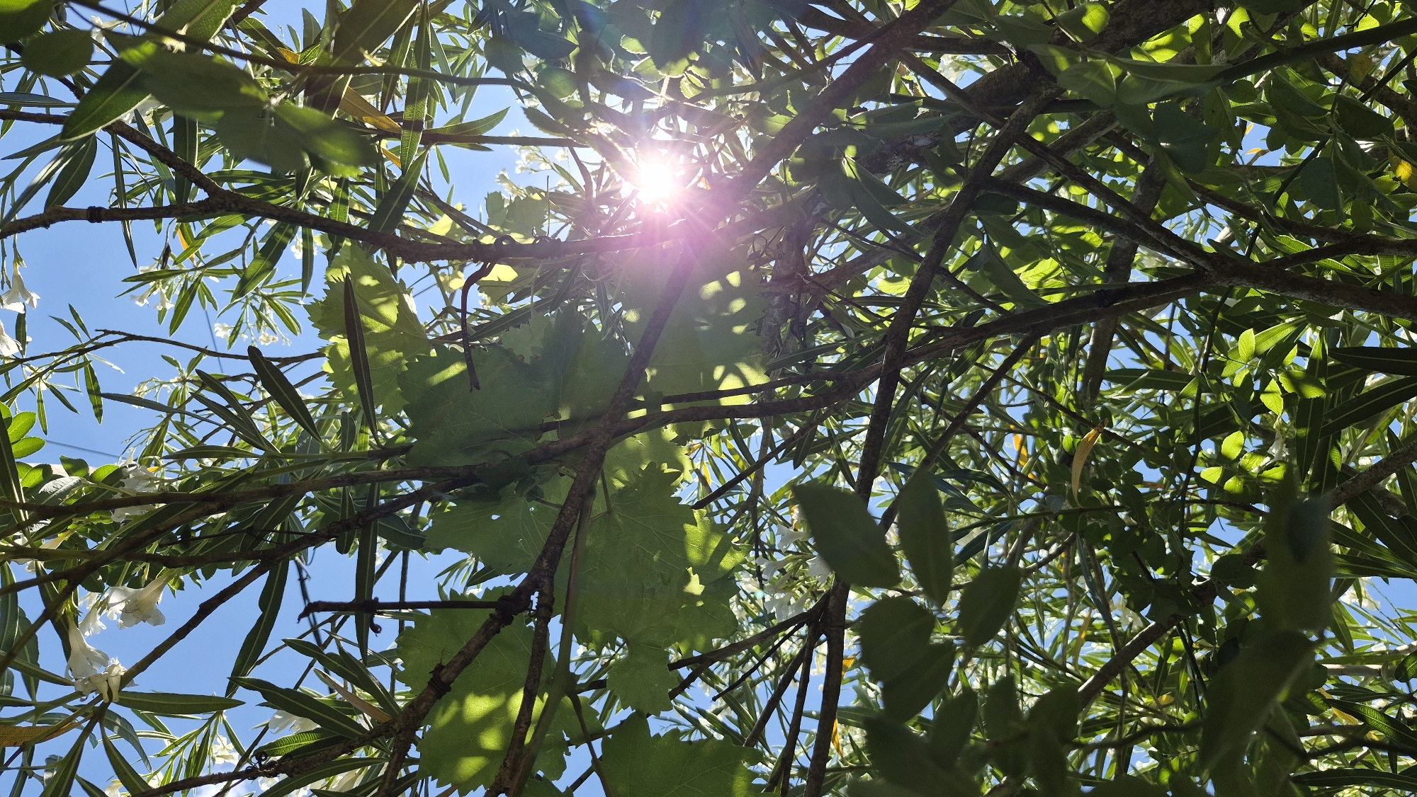 A low-angle, vertical medium shot captures a dense canopy of green foliage and brown branches against a bright blue sky. The sun's rays pierce through the leaves, creating a strong lens flare with a pinkish-purple hue and radiating light beams in the center of the frame. Small white flowers are scattered amongst the leaves, and some leaves are illuminated from behind by the sunlight, revealing their veins. The scene is filled with branches of varying thicknesses, creating a layered and intricate composition. There are no people or animals visible in the image. The environment appears to be outdoors, with the sky indicating it is daytime.