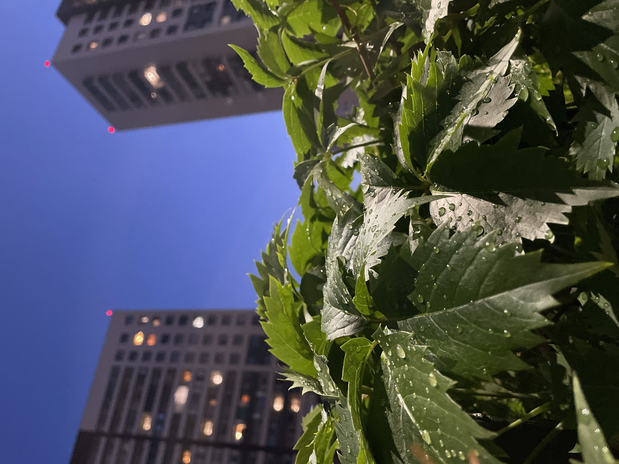 The image depicts a close-up view of wet green leaves in the foreground, with two blurred tall apartment buildings in the background against a clear blue evening sky. Red lights are visible atop both buildings. The scene is likely located in the city of Sinyavino, Russia, suggested by the presence of apartment buildings and the twilight sky. There are no people or any specific actions or interactions visible in the image. The focus is on the texture of the leaves, glistening with water droplets, and the stark architectural forms of the buildings.