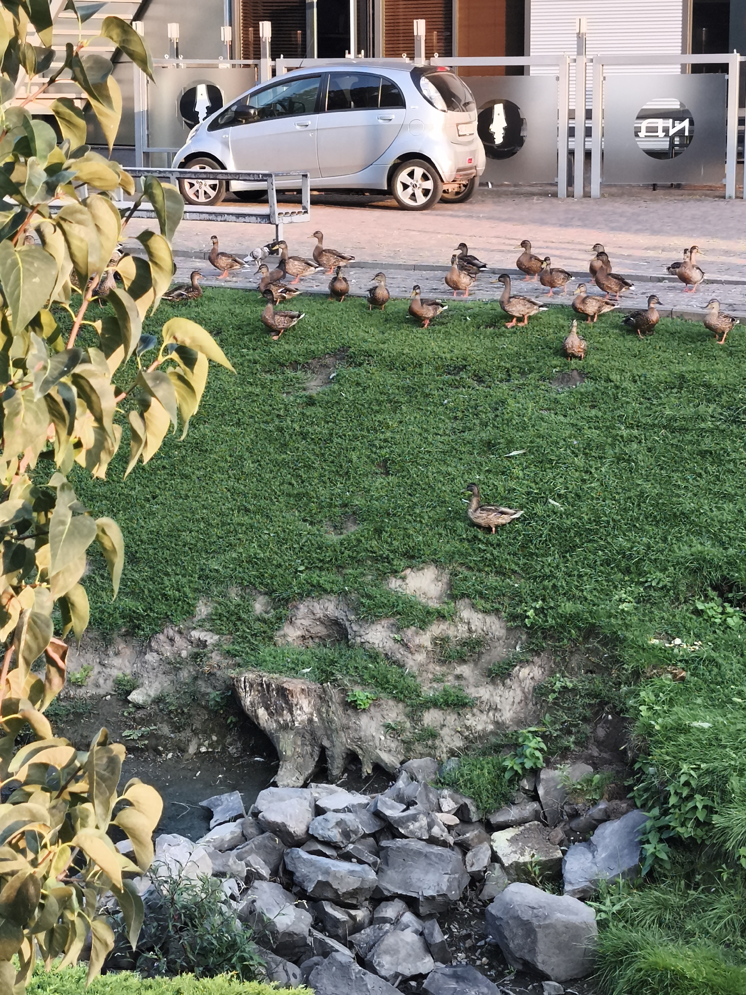 A flock of mallard ducks, numbering approximately twenty, are gathered on a grassy incline next to a shallow, rocky stream. One duck stands slightly apart from the group, facing right. In the background, a silver electric car is parked on a paved surface. Behind the car are two large, frosted glass panels with abstract black designs. To the left, a branch with large, green leaves extends into the foreground. The scene appears to be an outdoor public space in Lutsk, Ukraine, possibly near a modern building or promenade.