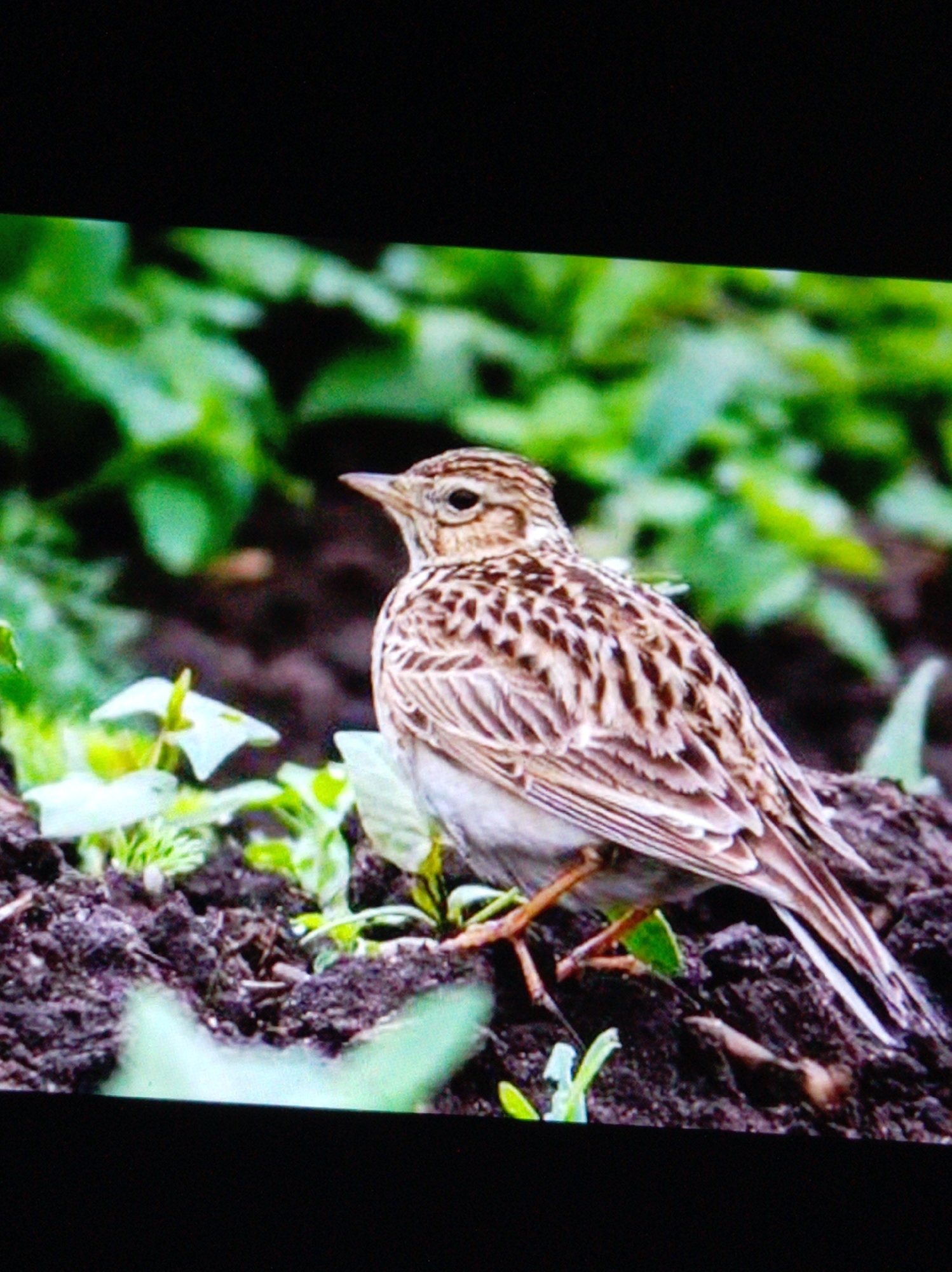 A small, brown and white bird is perched on dark soil, with green foliage in the background. The bird is facing to the right, with its head slightly turned towards the viewer. It has a pointed beak and dark eyes. Its feathers are striped with brown and white, and its wings are folded against its body. The bird's legs and feet are visible, gripping the soil. There are small green plants growing around the bird. The background is out of focus, with a blur of green leaves. The lighting suggests it is daytime.