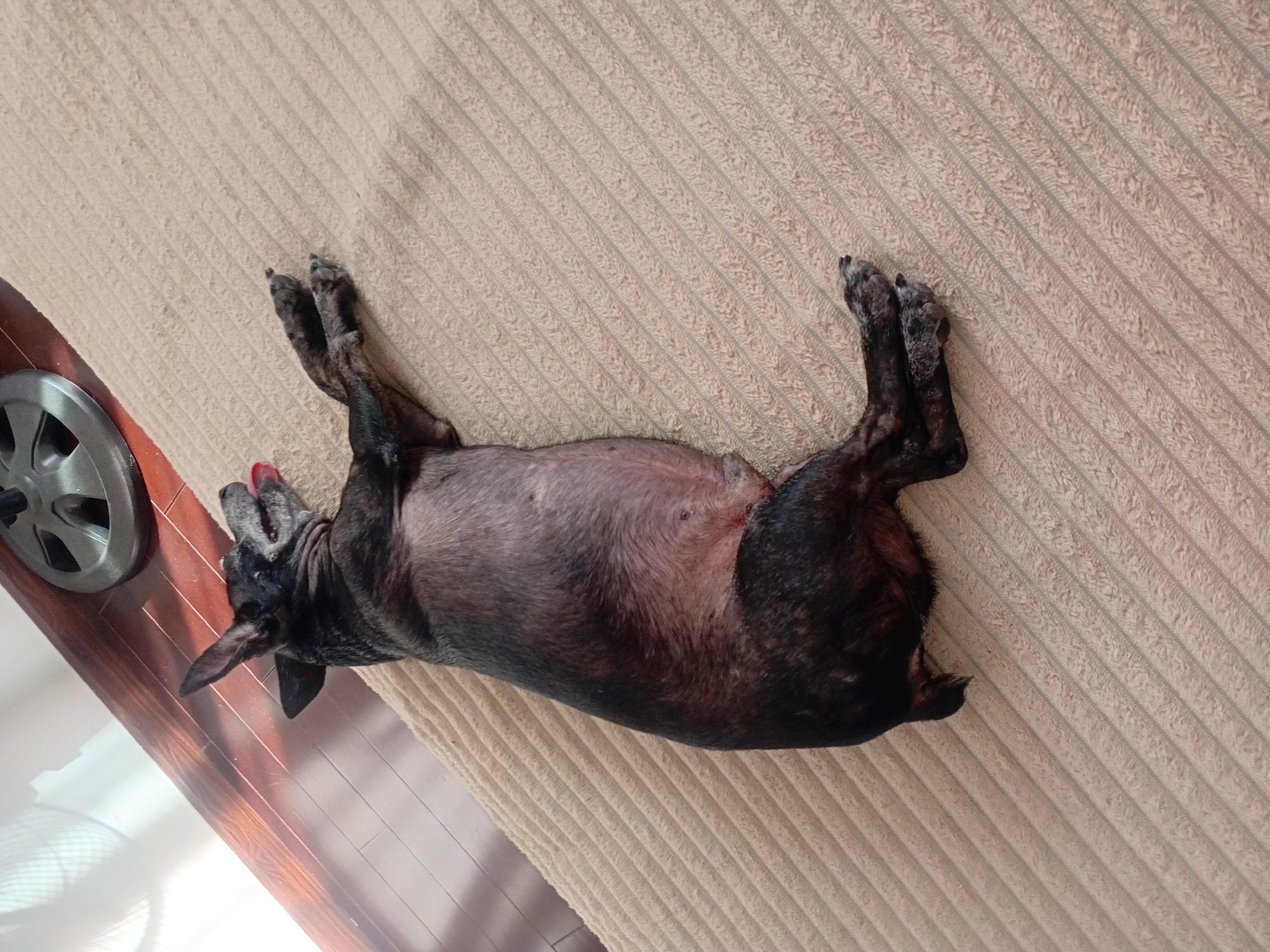 A black dog with grey patches on its fur is lying on its back on a beige, striped carpet. Its belly is exposed and appears pinkish-grey. The dog's head is turned to the left, with its tongue sticking out and panting. Its front legs are bent and resting, while its back legs are stretched out on the carpet. To the left of the dog, a portion of a wooden floor is visible, along with a silver-colored object with radiating spokes. The lighting suggests it is daytime, with sunlight casting shadows on the wooden floor. The overall scene appears to be indoors, likely in a home in Da Nang, Vietnam. The dog appears relaxed and possibly enjoying a cool moment. No visible text is present in the image.