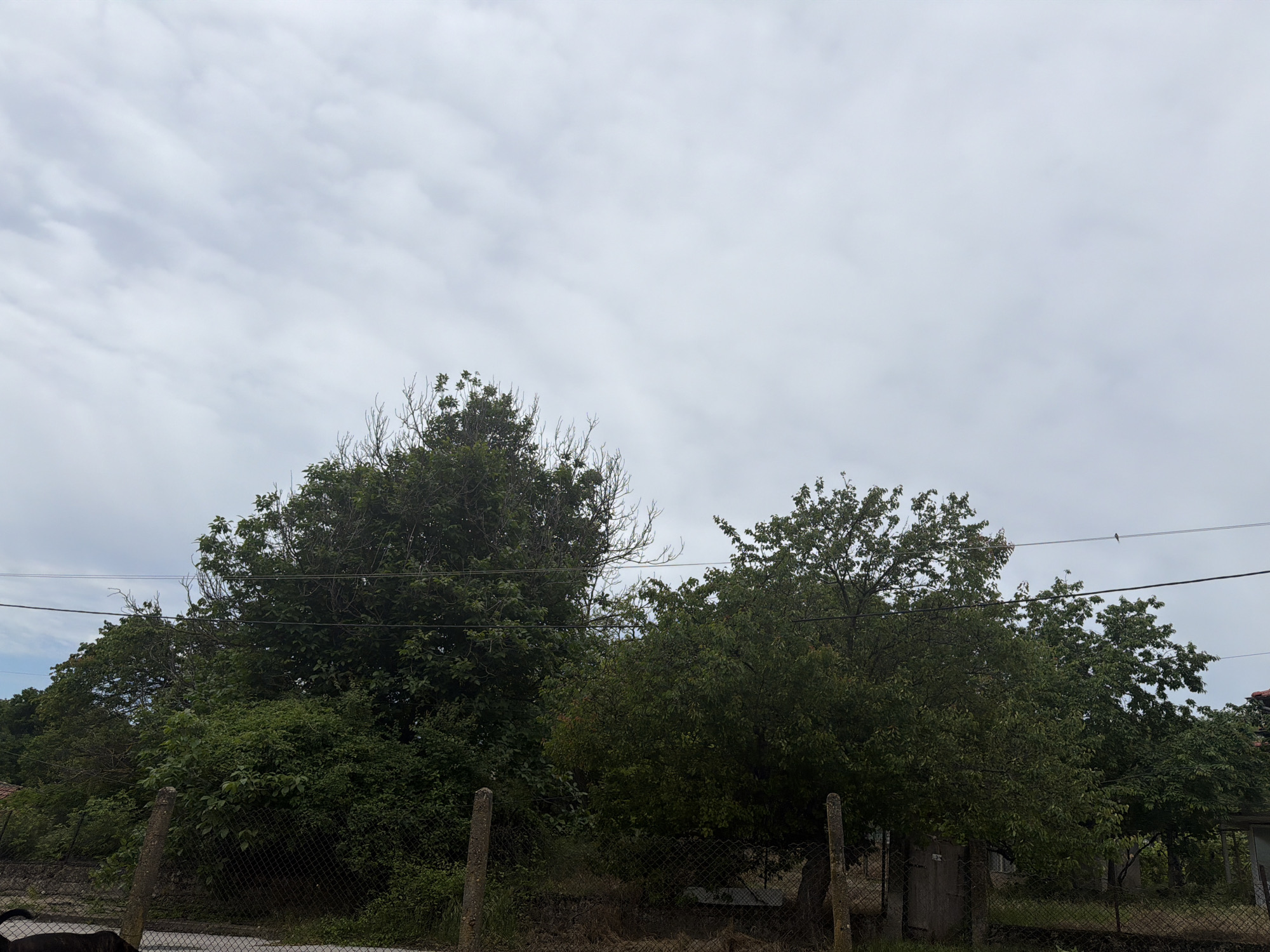 The image presents a view in Sitovo, Bulgaria. Predominantly, the scene consists of overcast skies that occupy the upper half of the frame. The lower half is dominated by a series of densely packed green trees, their canopies forming an uneven skyline. In the foreground, a weathered fence runs horizontally, partially obscured by vegetation. Some concrete posts support the fence. Powerlines traverse the upper section of the trees, visible against the sky. To the left, there is what appears to be a partially obscured vehicle. The lighting is diffused due to the cloudy conditions.