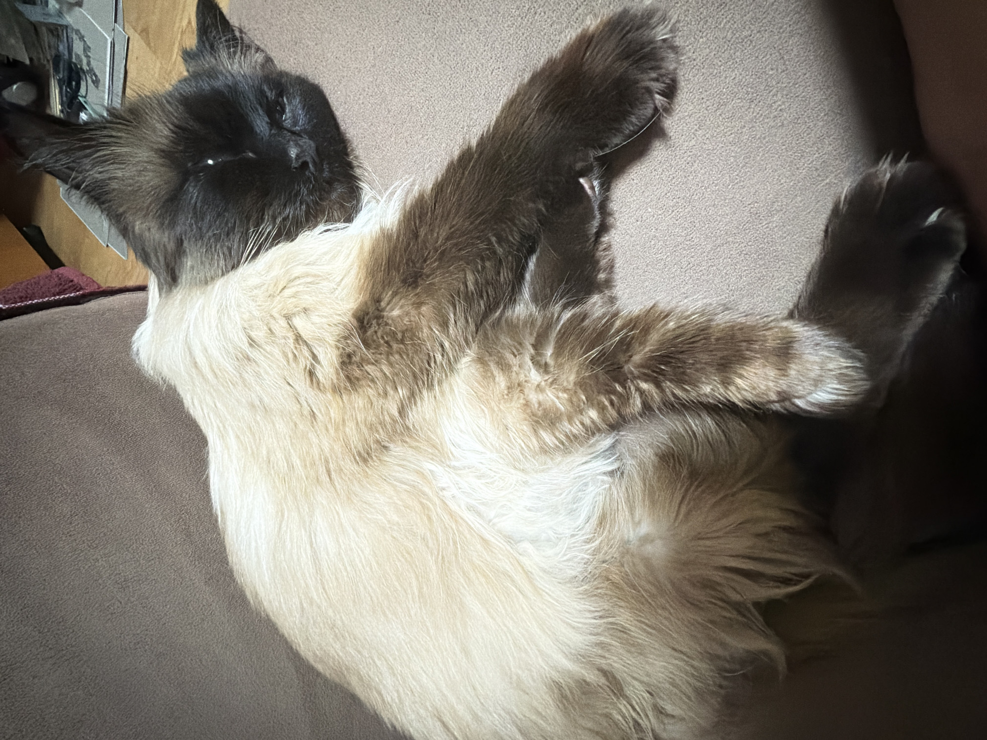 A fluffy cat with a dark face and light tan body is sleeping on a brown couch. The cat's face is turned to the right, with its eyes closed. Its paws are extended in front of its body. The background is dark and out of focus, but appears to be a room with wooden flooring and some objects on a shelf. The image was taken in the city of Chaikovsky, Russia.